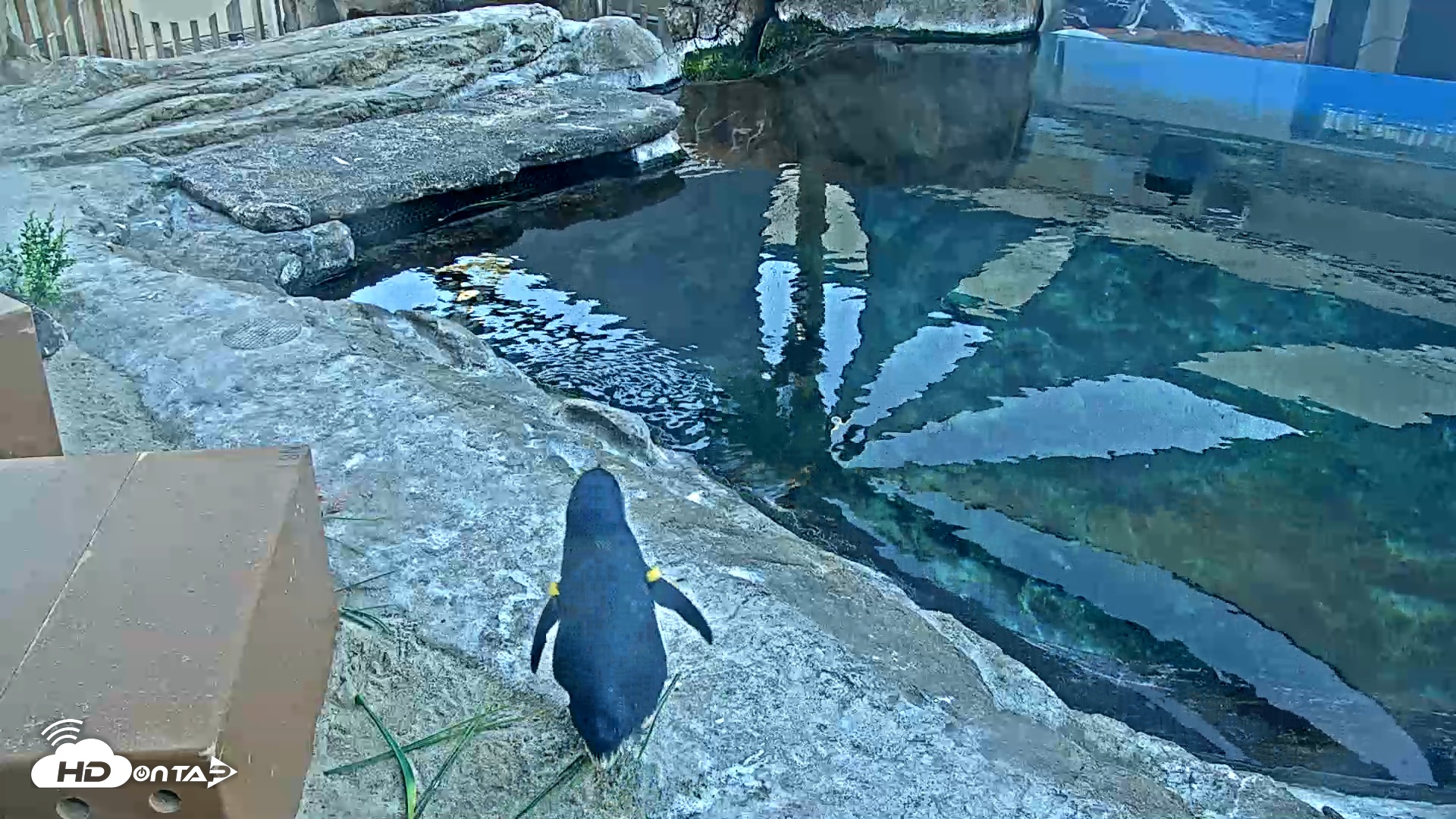 Snapshot of Birch Aquarium Penguin Exhibit Live Webcam taken Oct 31, 2025, 5:08pm PDT