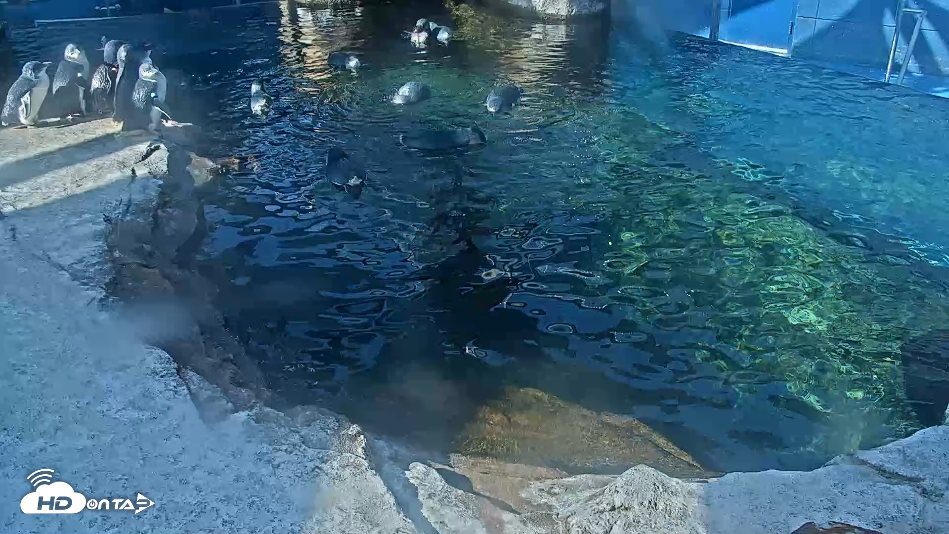Snapshot of Birch Aquarium Penguin Exhibit Live Webcam taken Oct 9, 2026, 9:42am PDT
