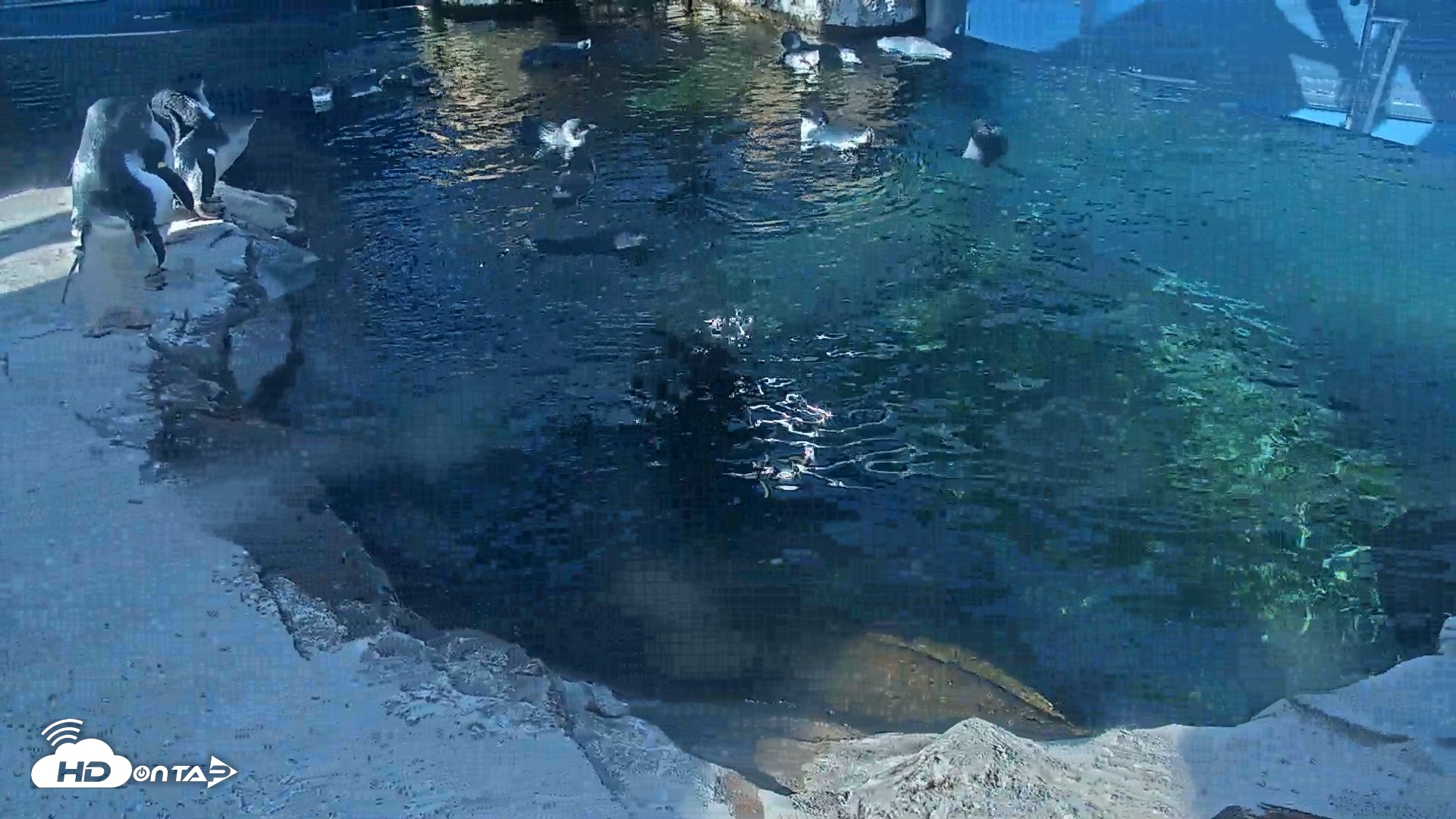 Snapshot of Birch Aquarium Penguin Exhibit Live Webcam taken Oct 5, 2026, 9:25am PDT