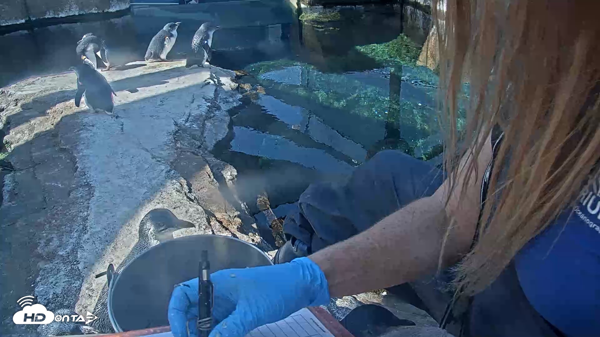 Snapshot of Birch Aquarium Penguin Exhibit Live Webcam taken Oct 4, 2026, 10:08am PDT
