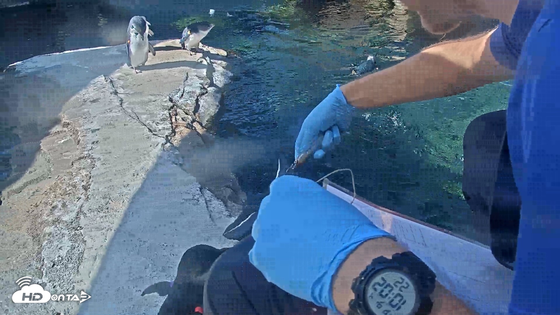 Snapshot of Birch Aquarium Penguin Exhibit Live Webcam taken Sep 4, 2026, 10:03am PDT