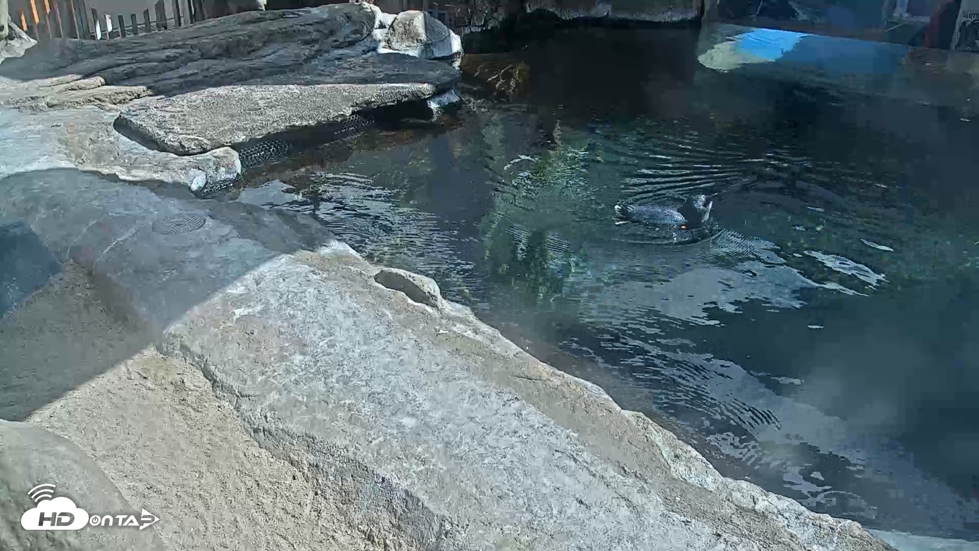 Snapshot of Birch Aquarium Penguin Exhibit Live Webcam taken Sep 21, 2026, 2:42pm PDT