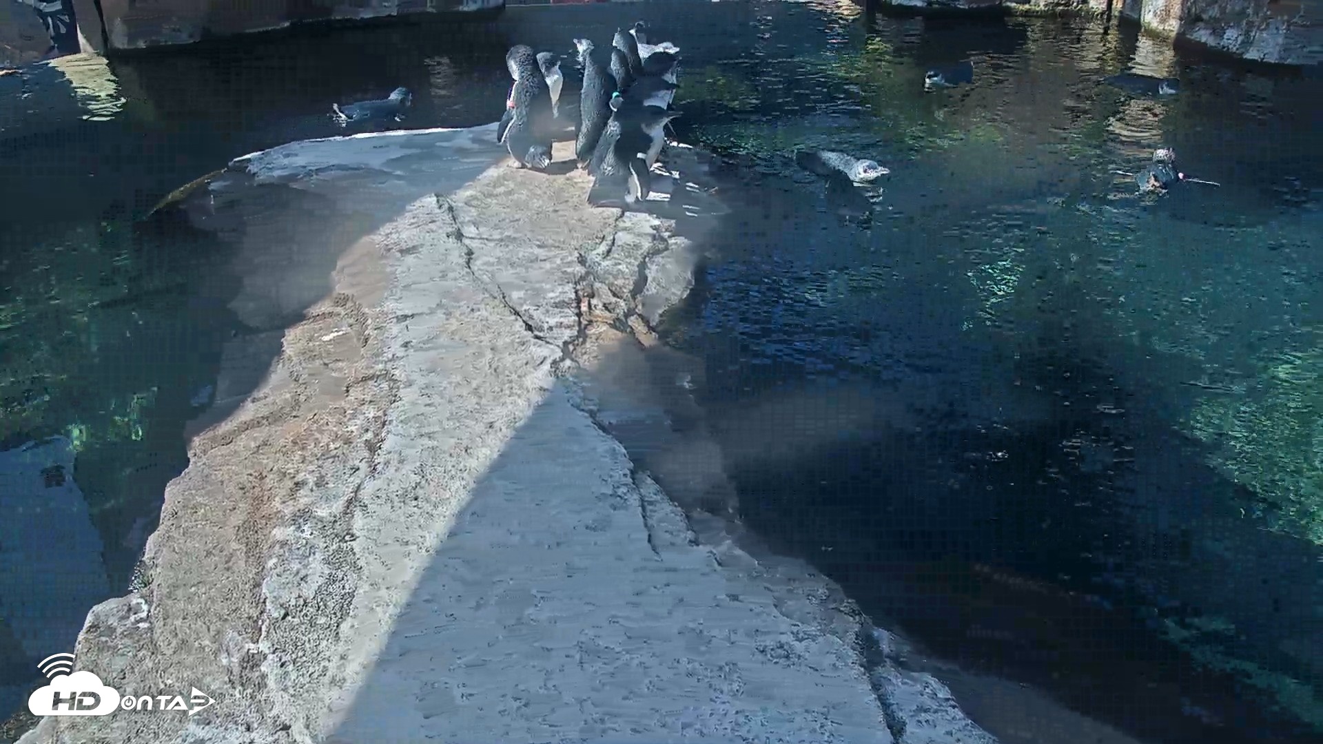Snapshot of Birch Aquarium Penguin Exhibit Live Webcam taken Sep 4, 2026, 10:02am PDT