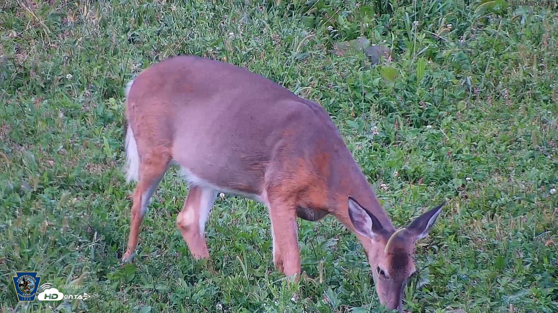 Snapshot of Pennsylvania Elk Live Webcam taken Sep 8, 2026, 6:45pm EDT
