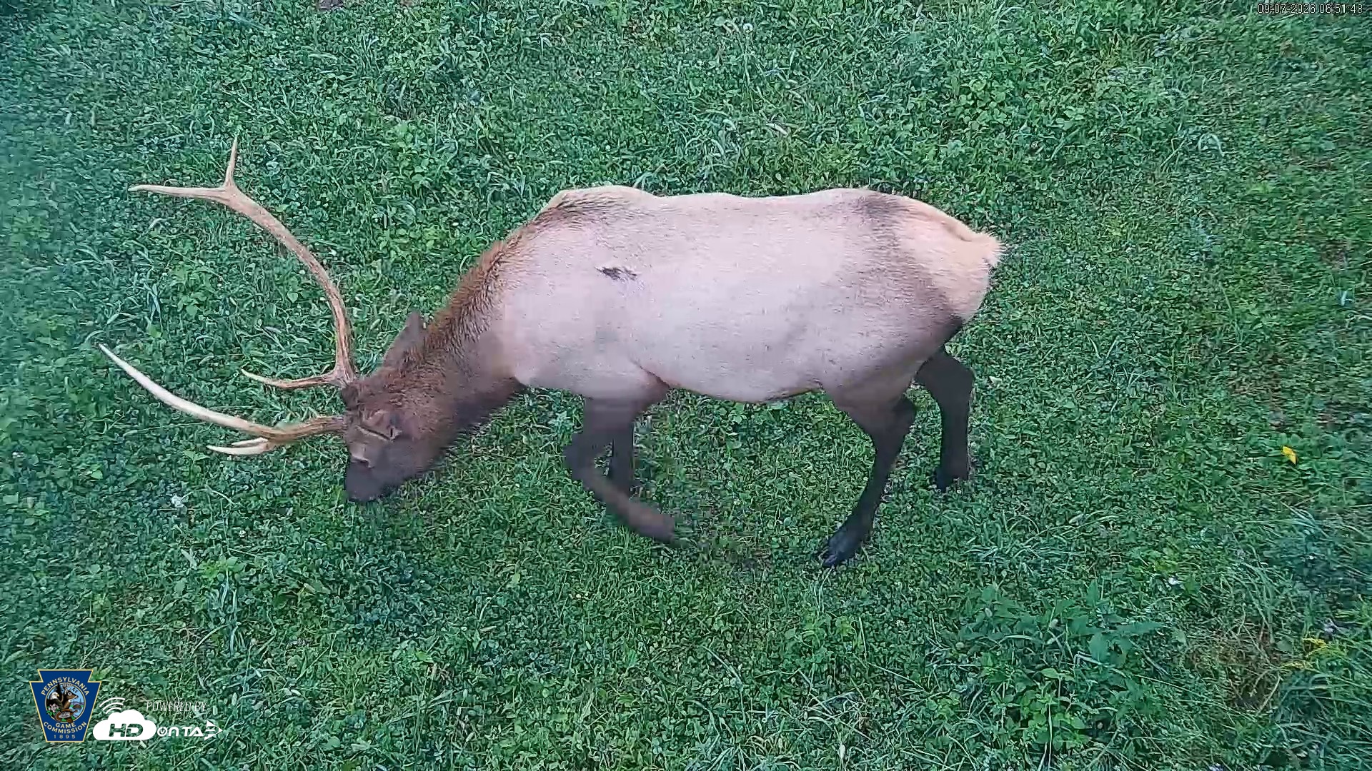 Snapshot of Pennsylvania Elk Live Webcam taken Sep 7, 2026, 6:52am EDT