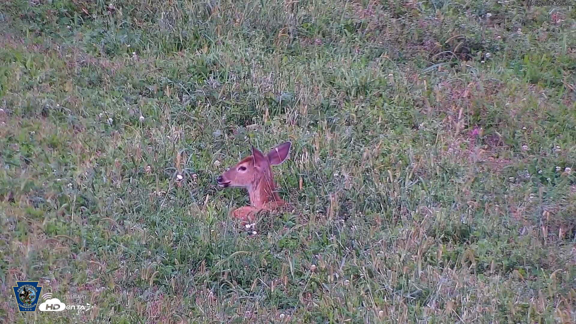 Snapshot of Pennsylvania Elk Live Webcam taken Sep 8, 2026, 7:00pm EDT