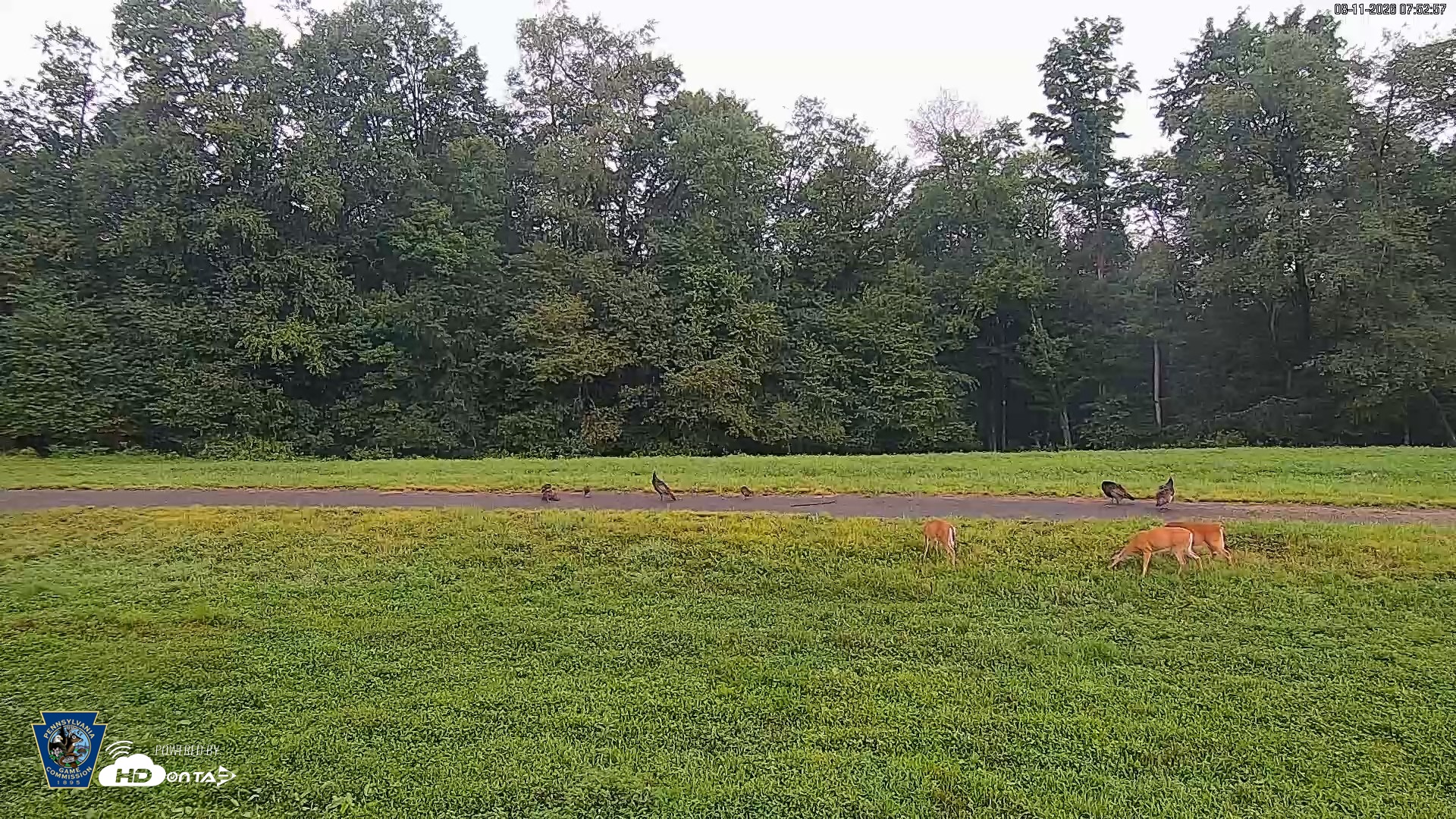 Snapshot of Pennsylvania Elk Live Webcam taken Aug 11, 2026, 7:53am EDT