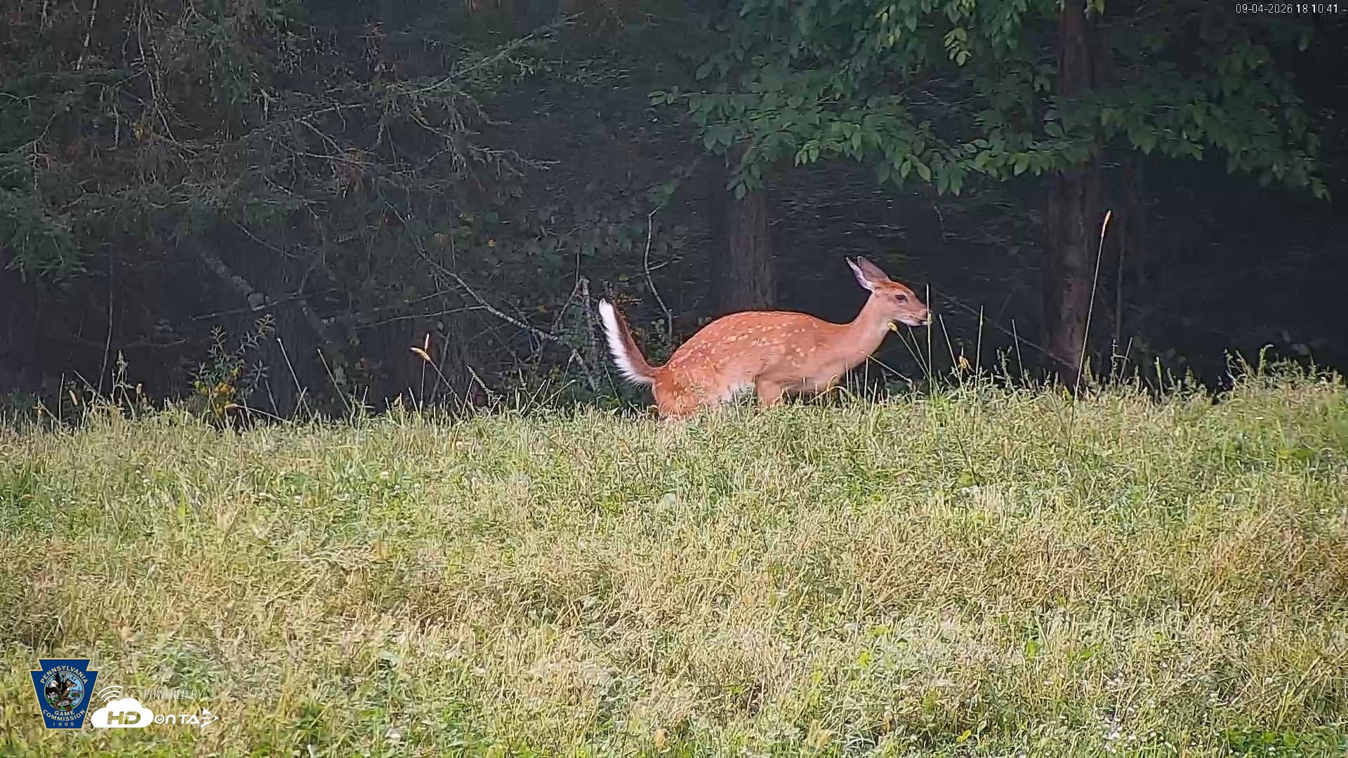Snapshot of Pennsylvania Elk Live Webcam taken Sep 4, 2026, 6:12pm EDT