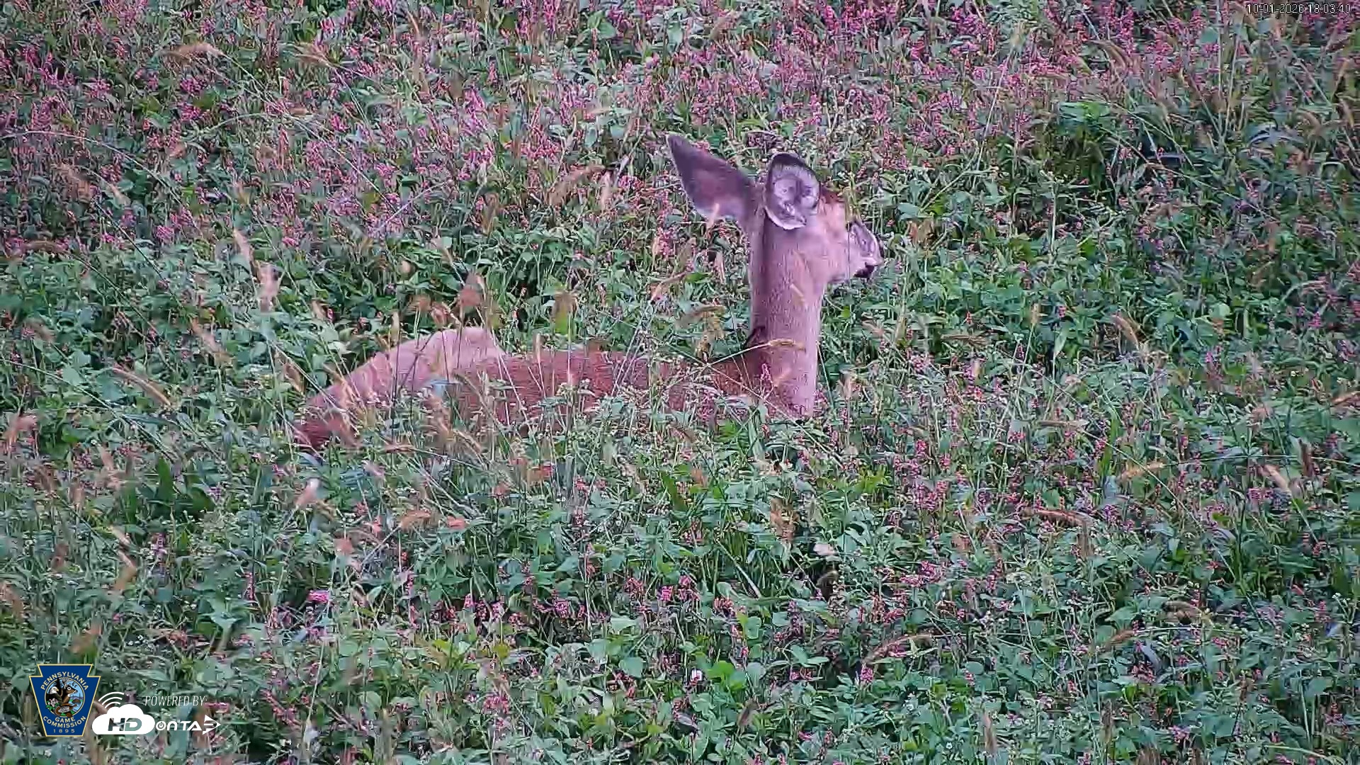 Snapshot of Pennsylvania Elk Live Webcam taken Oct 1, 2026, 6:04pm EDT