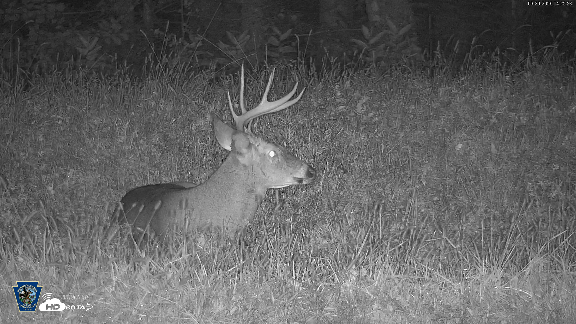 Snapshot of Pennsylvania Elk Live Webcam taken Sep 29, 2026, 4:23am EDT