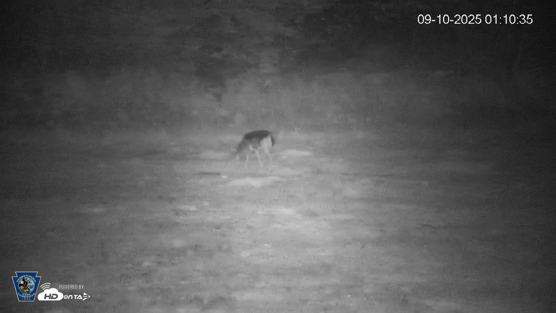 Snapshot of Pennsylvania Elk Live Webcam taken Sep 10, 2025, 1:11am EDT