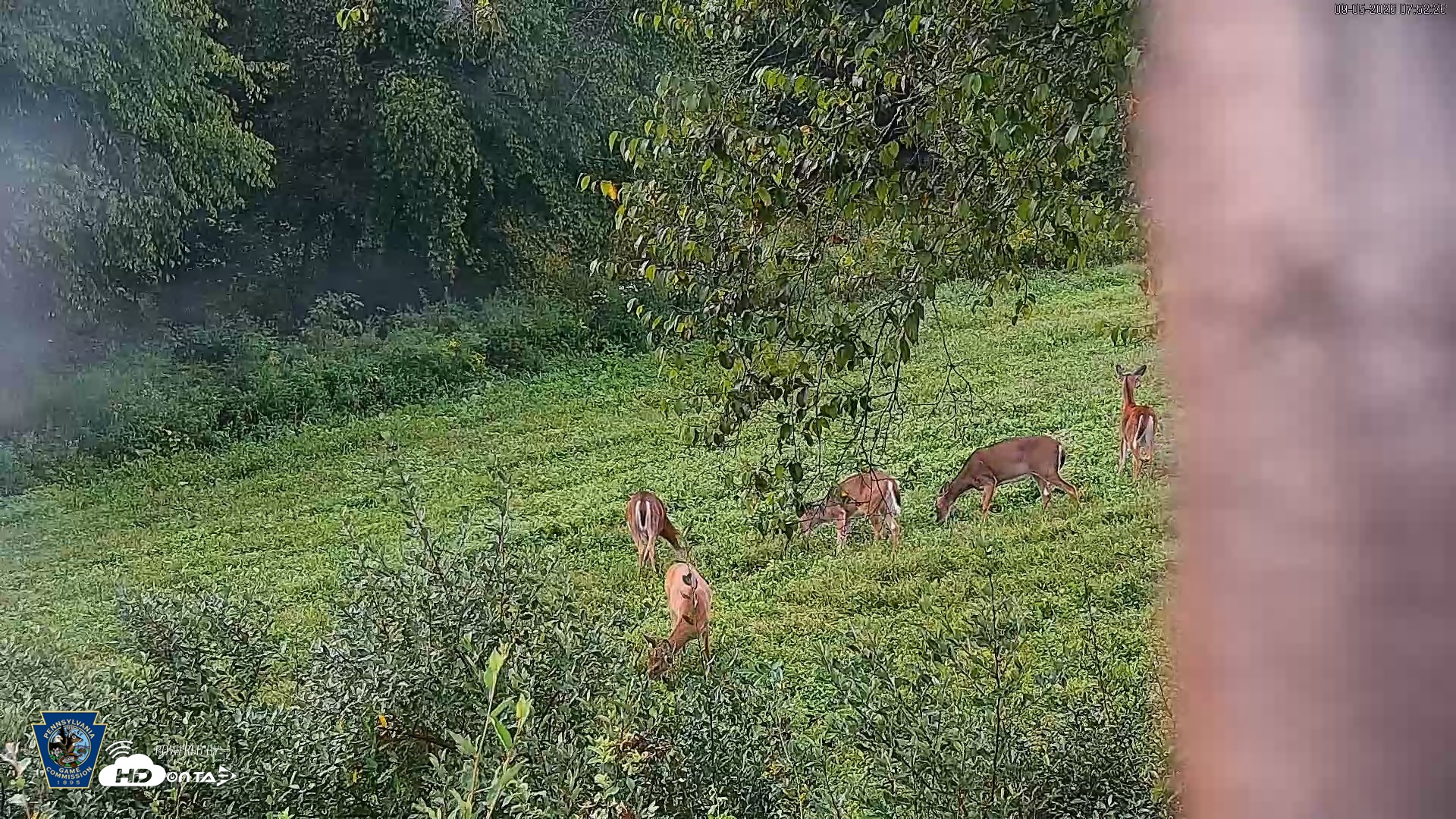 Snapshot of Pennsylvania Elk Live Webcam taken Sep 5, 2026, 7:53am EDT