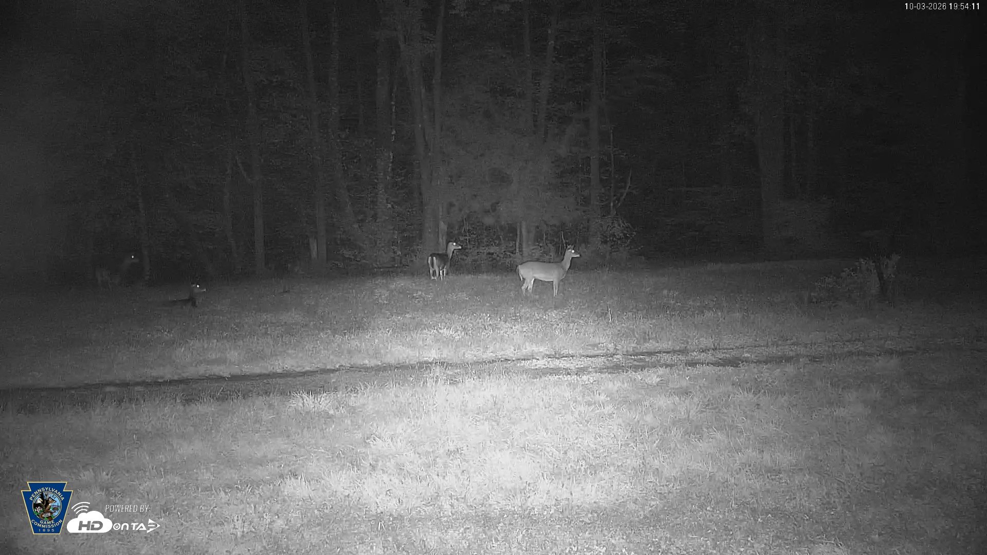 Snapshot of Pennsylvania Elk Live Webcam taken Oct 3, 2026, 7:54pm EDT