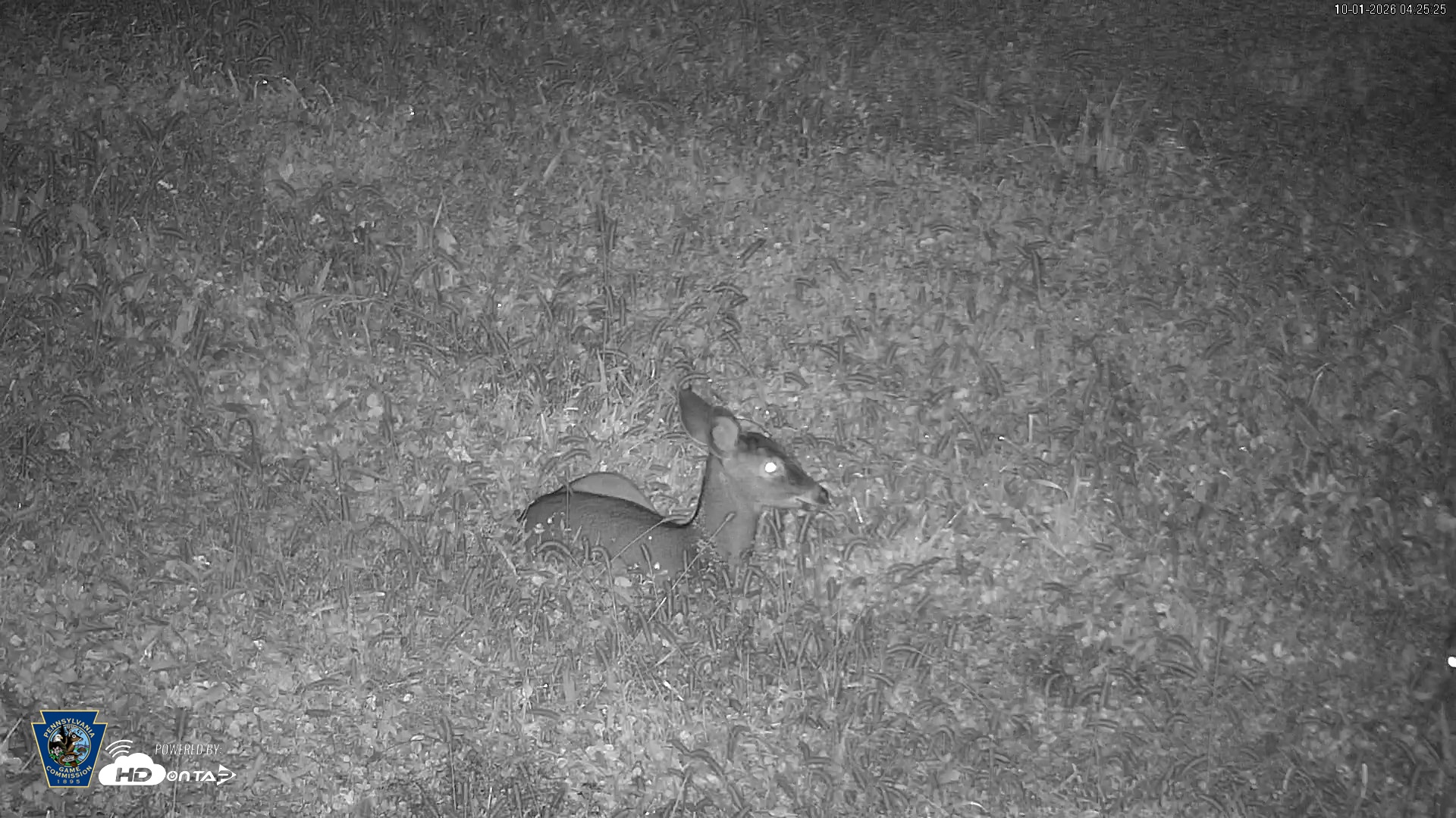 Snapshot of Pennsylvania Elk Live Webcam taken Oct 1, 2026, 4:26am EDT