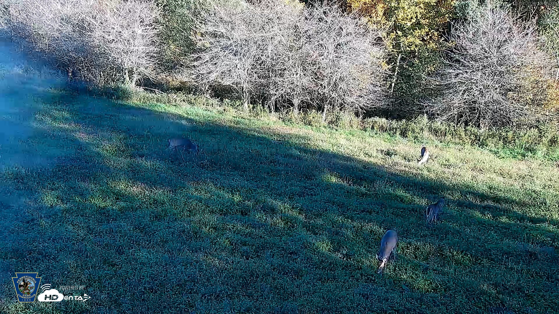 Snapshot of Pennsylvania Elk Live Webcam taken Oct 3, 2026, 5:16pm EDT