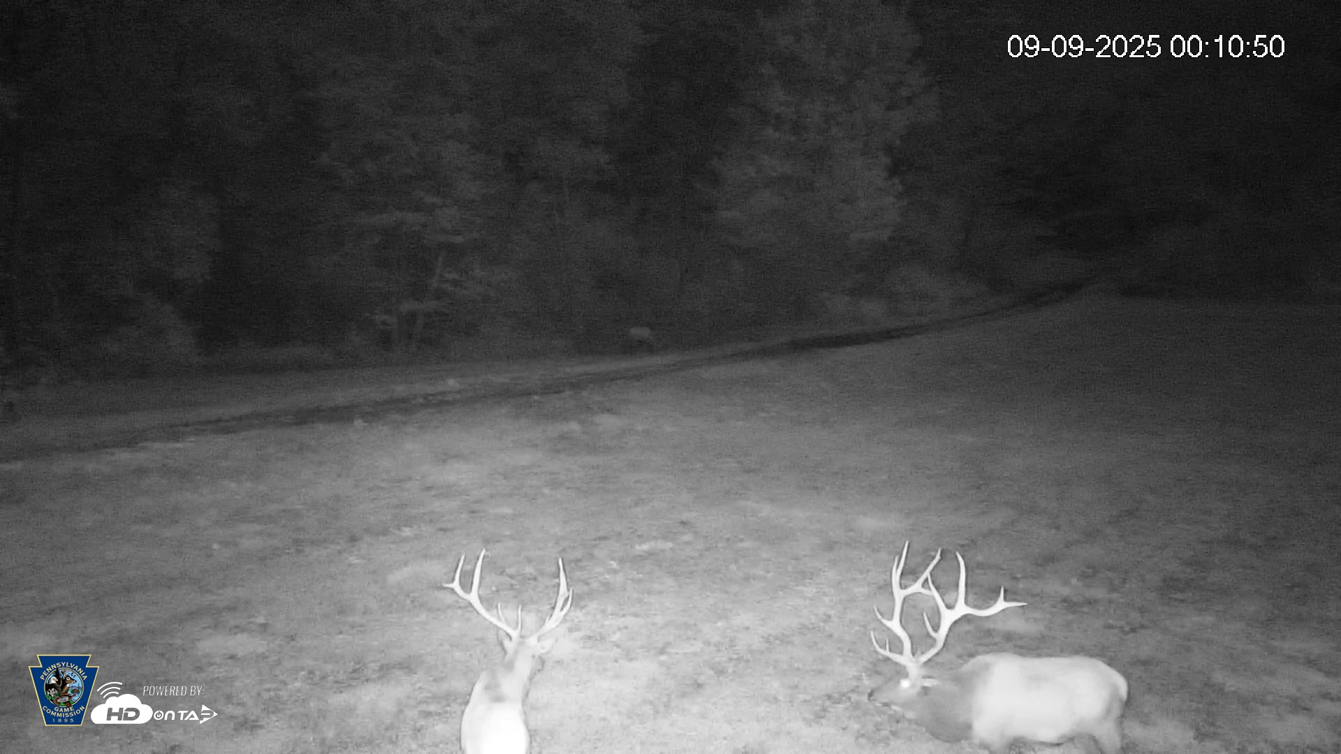 Snapshot of Pennsylvania Elk Live Webcam taken Sep 9, 2025, 12:11am EDT