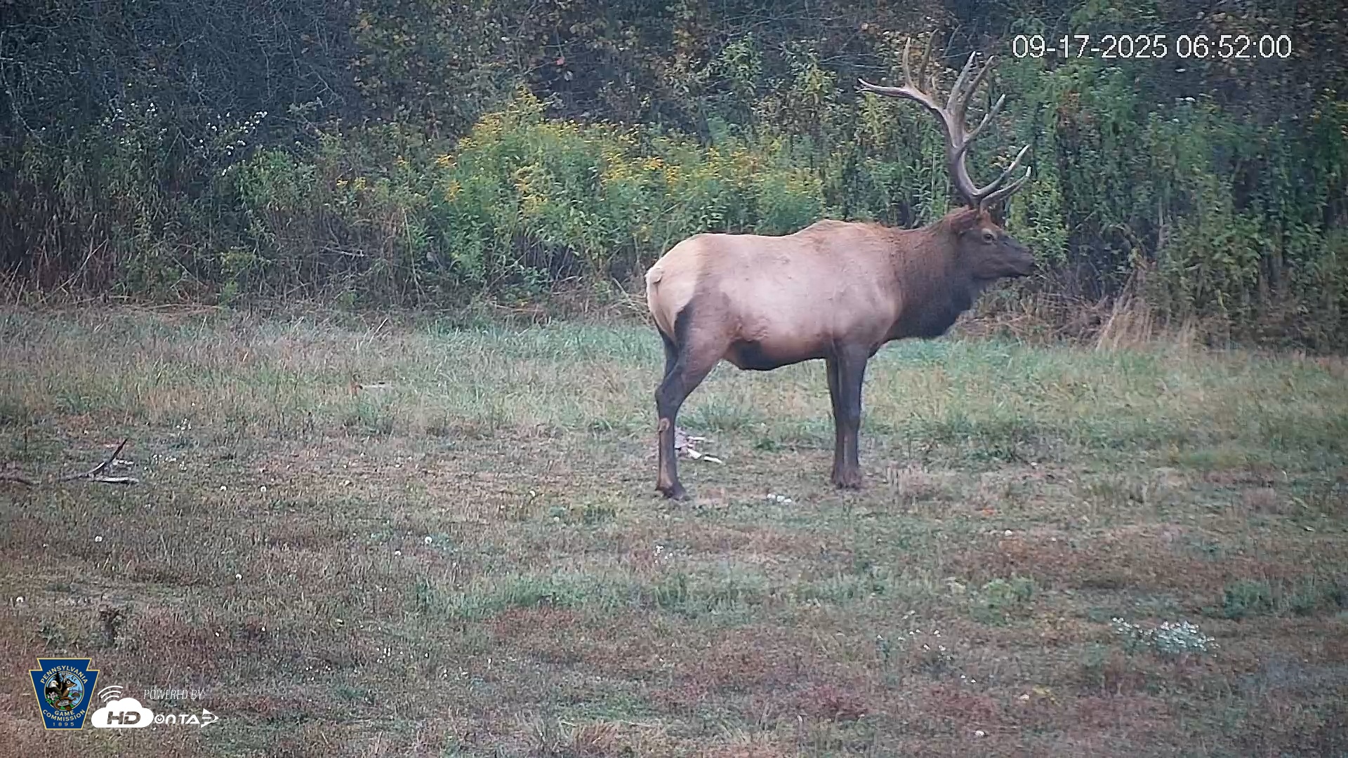 Snapshot of Pennsylvania Elk Live Webcam taken Sep 17, 2025, 6:56am EDT