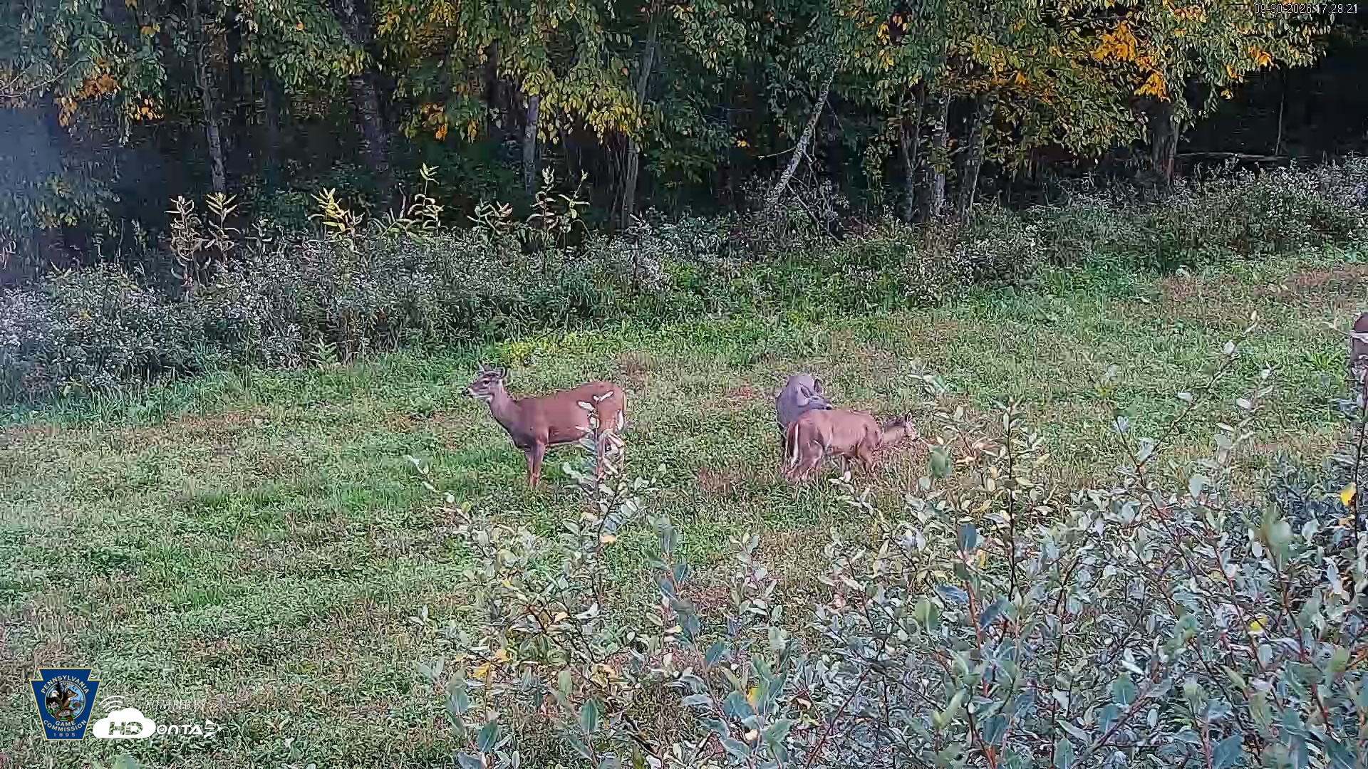 Snapshot of Pennsylvania Elk Live Webcam taken Sep 30, 2026, 5:29pm EDT