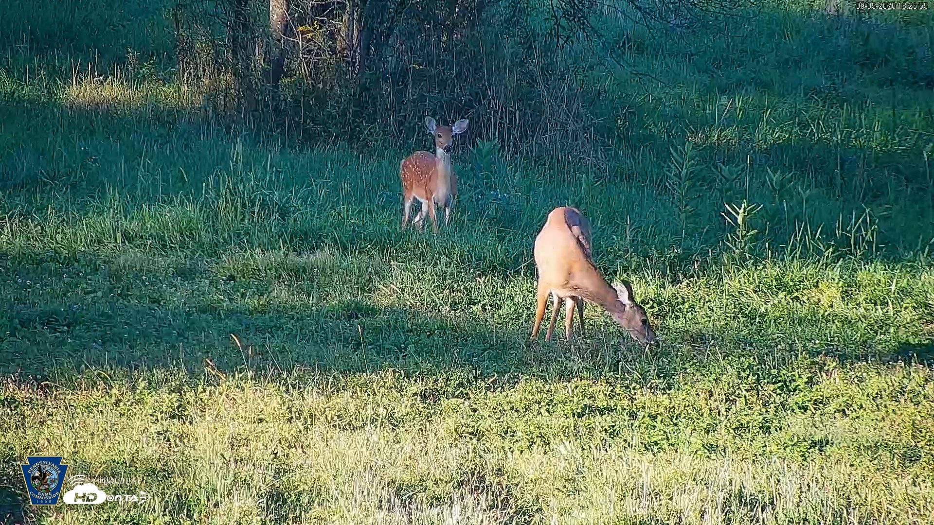 Snapshot of Pennsylvania Elk Live Webcam taken Sep 5, 2026, 6:27pm EDT