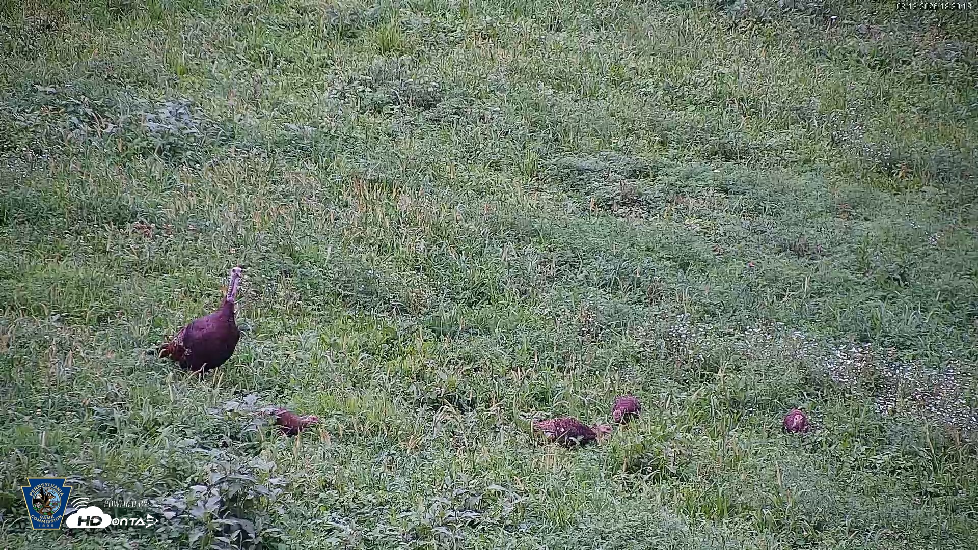 Snapshot of Pennsylvania Elk Live Webcam taken Aug 13, 2026, 6:31pm EDT
