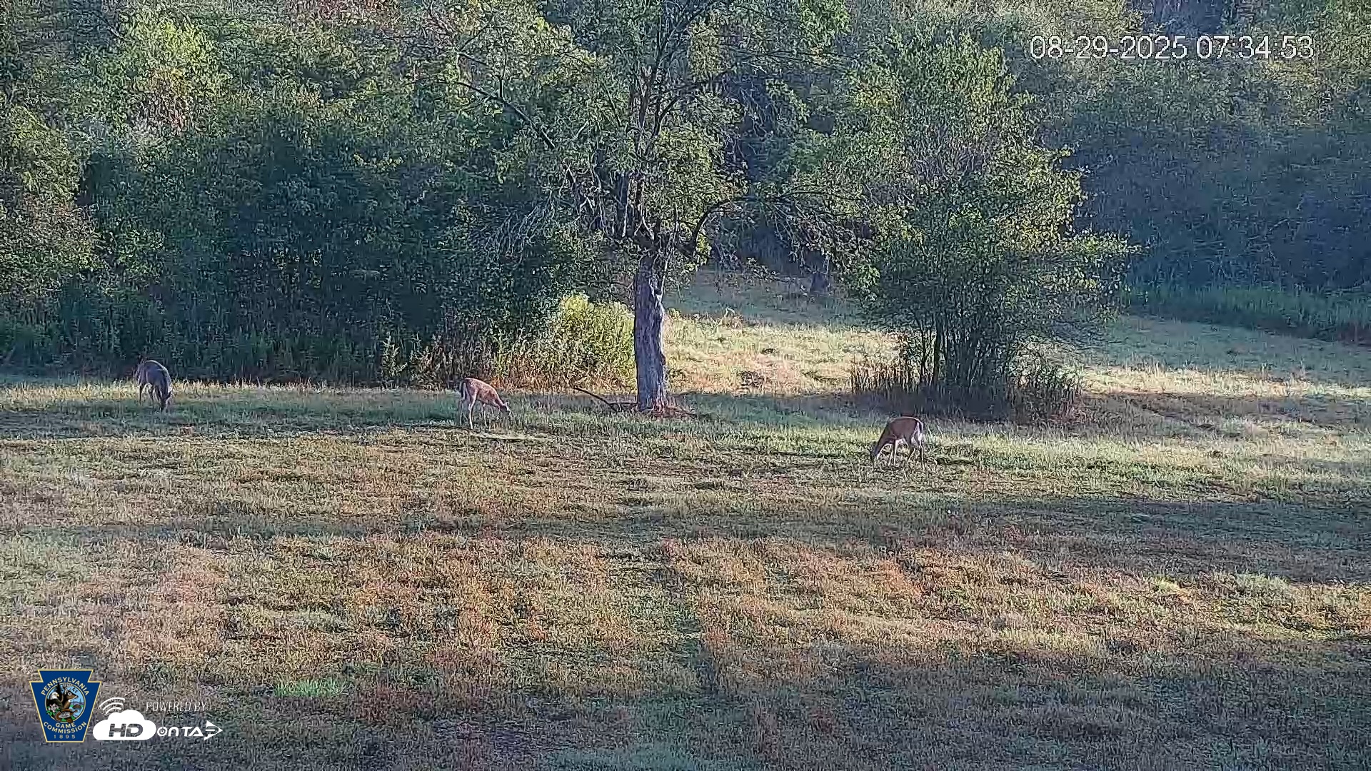 Snapshot of Pennsylvania Elk Live Webcam taken Aug 29, 2025, 7:35am EDT