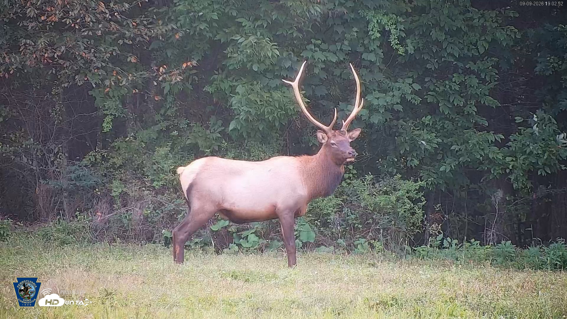 Snapshot of Pennsylvania Elk Live Webcam taken Sep 9, 2026, 7:03pm EDT