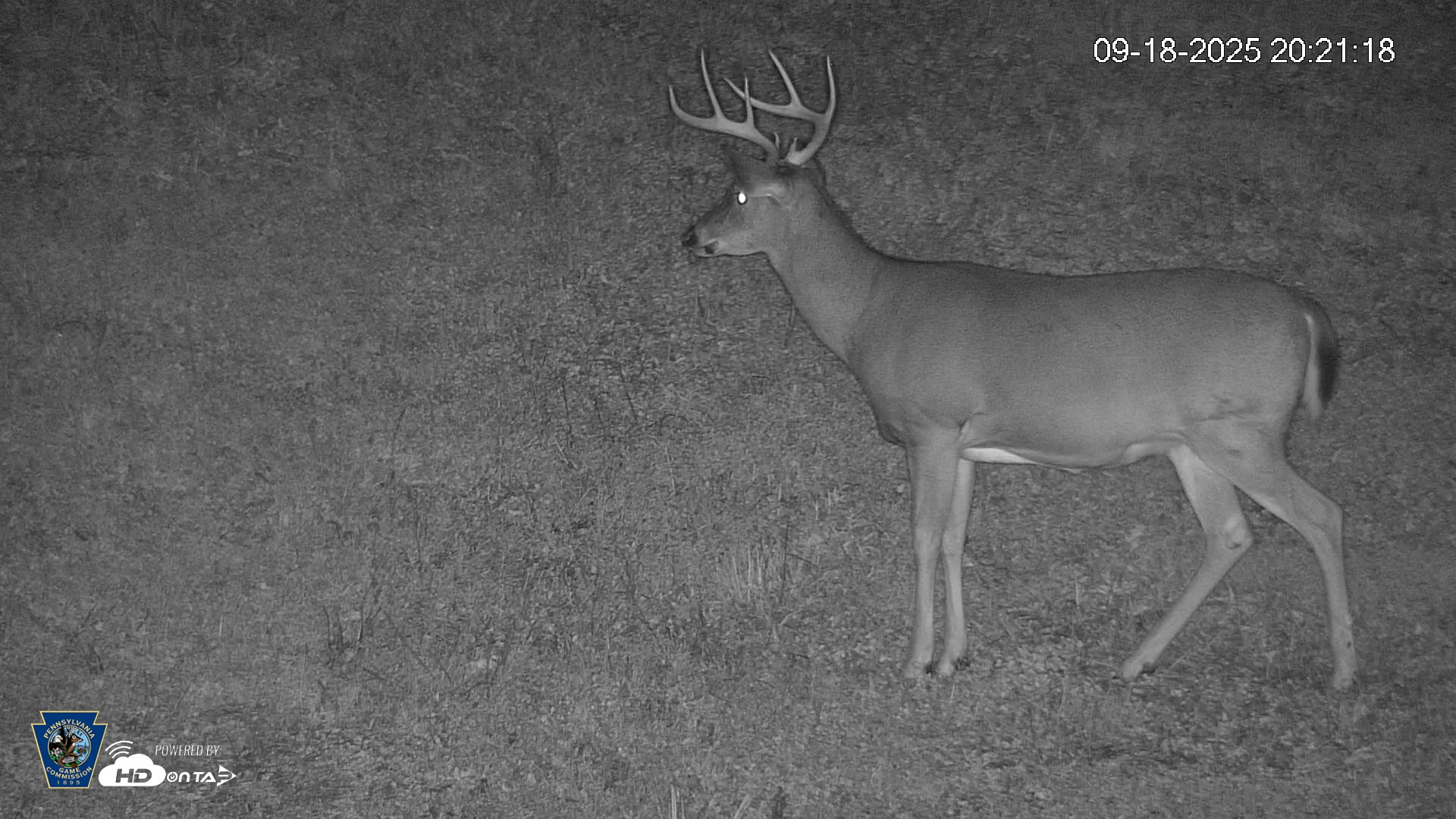 Snapshot of Pennsylvania Elk Live Webcam taken Sep 18, 2025, 8:23pm EDT