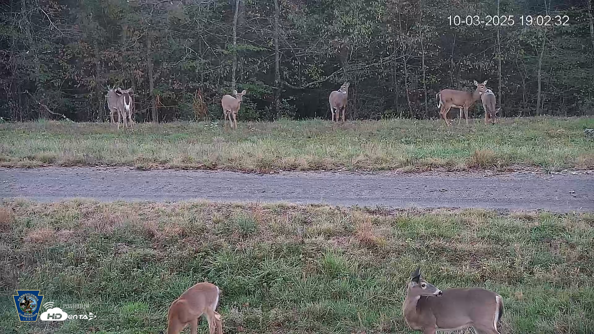Snapshot of Pennsylvania Elk Live Webcam taken Oct 3, 2025, 7:03pm EDT