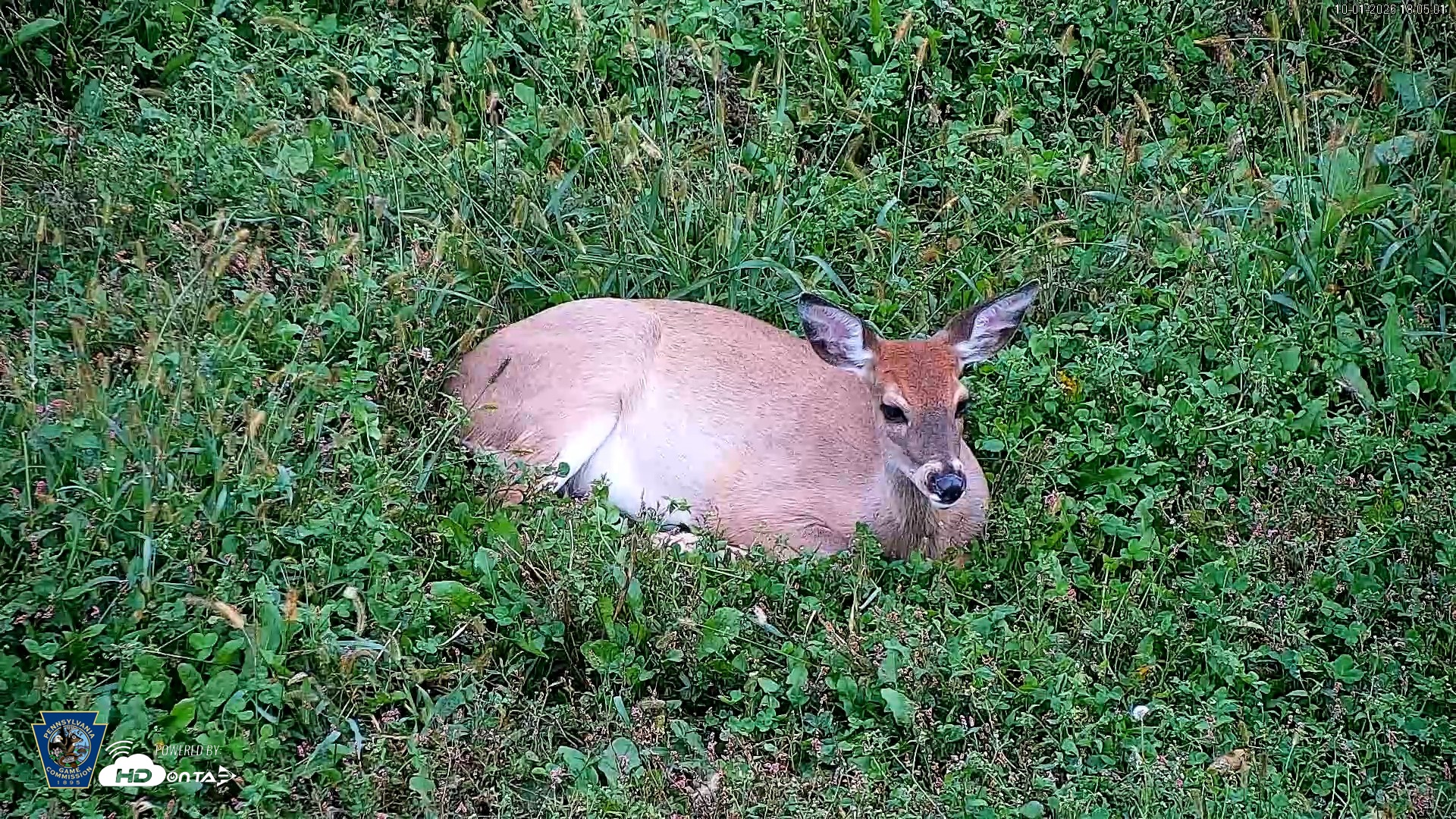 Snapshot of Pennsylvania Elk Live Webcam taken Oct 1, 2026, 6:06pm EDT