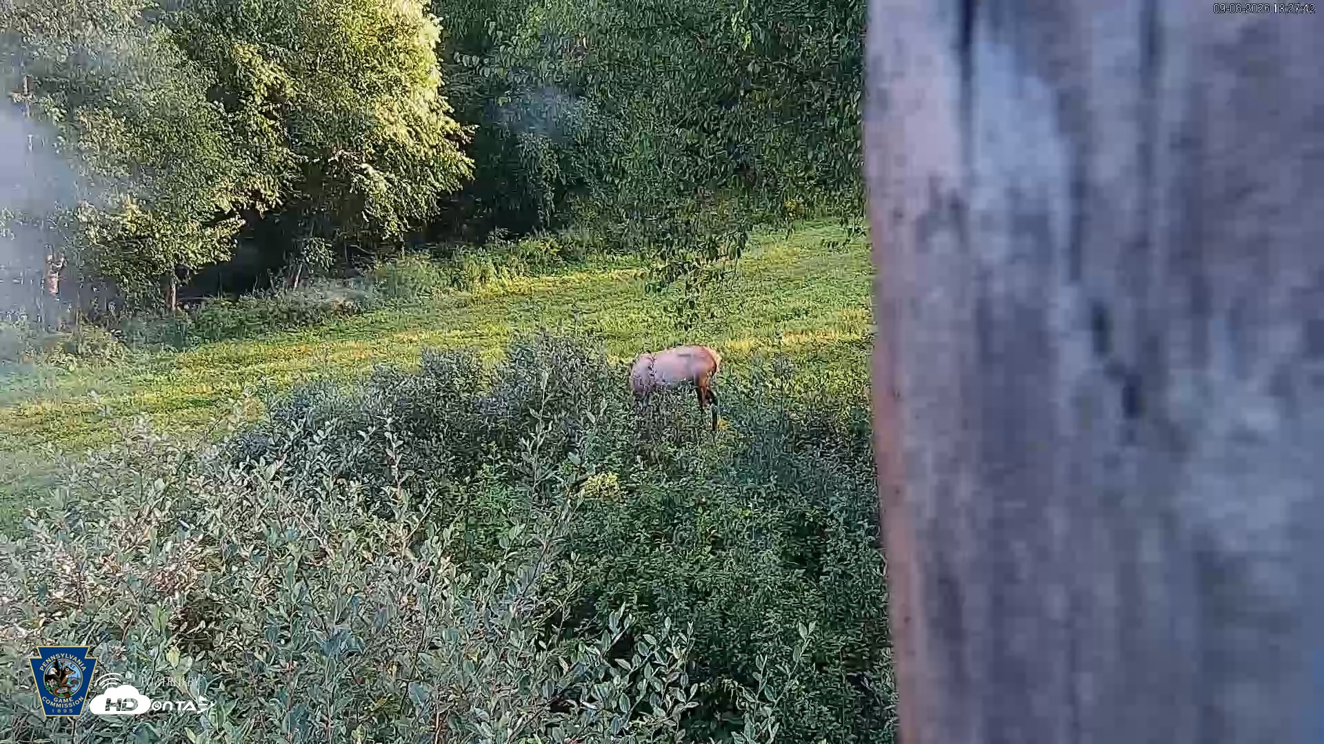 Snapshot of Pennsylvania Elk Live Webcam taken Sep 6, 2026, 6:28pm EDT