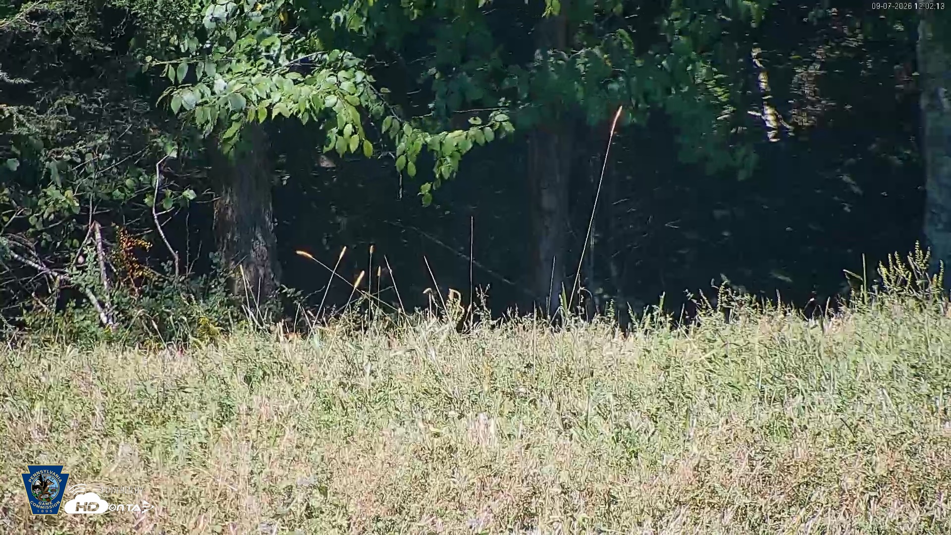 Snapshot of Pennsylvania Elk Live Webcam taken Sep 7, 2026, 12:03pm EDT