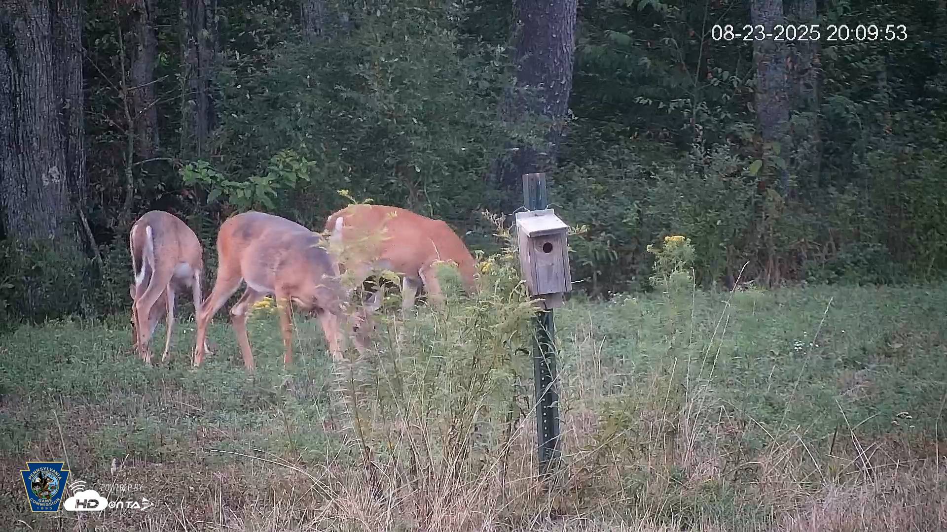 Snapshot of Pennsylvania Elk Live Webcam taken Aug 23, 2025, 8:10pm EDT