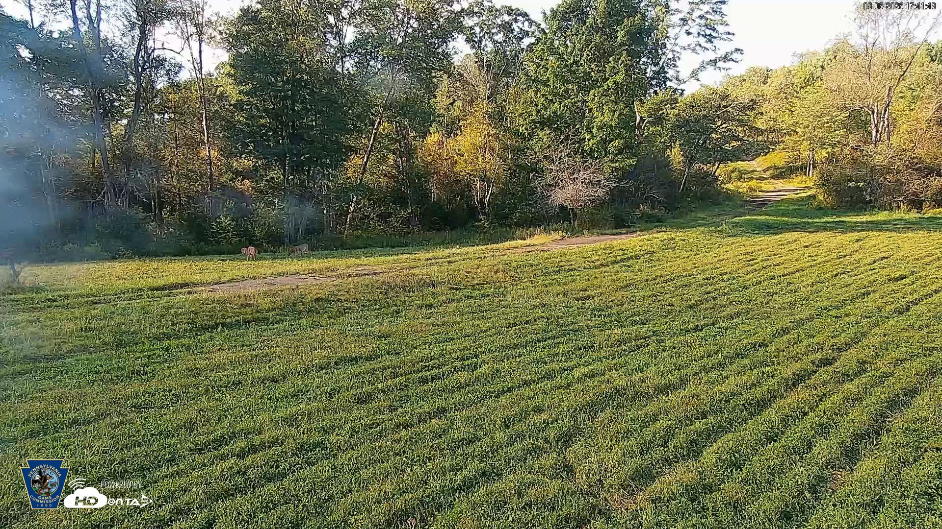 Snapshot of Pennsylvania Elk Live Webcam taken Sep 6, 2026, 5:43pm EDT