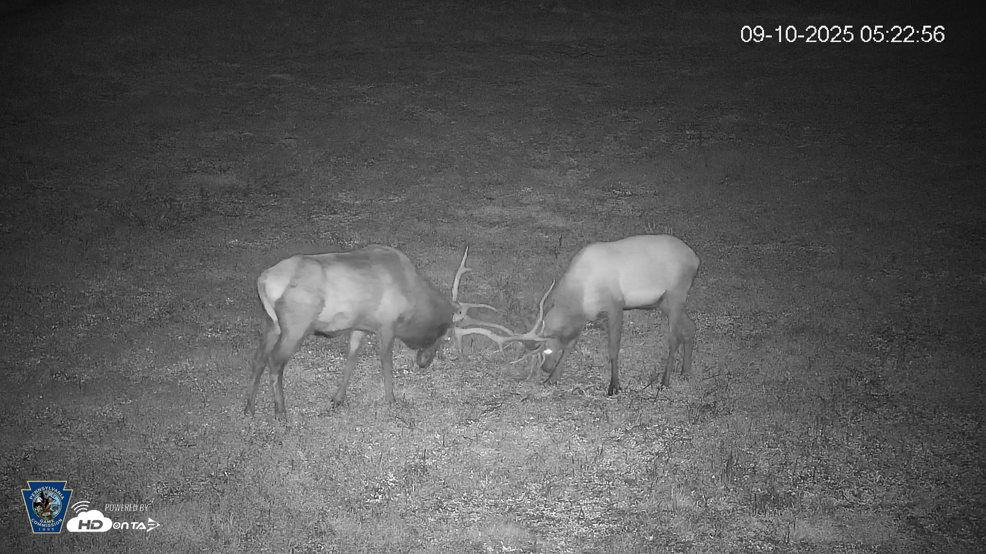 Snapshot of Pennsylvania Elk Live Webcam taken Sep 10, 2025, 5:23am EDT