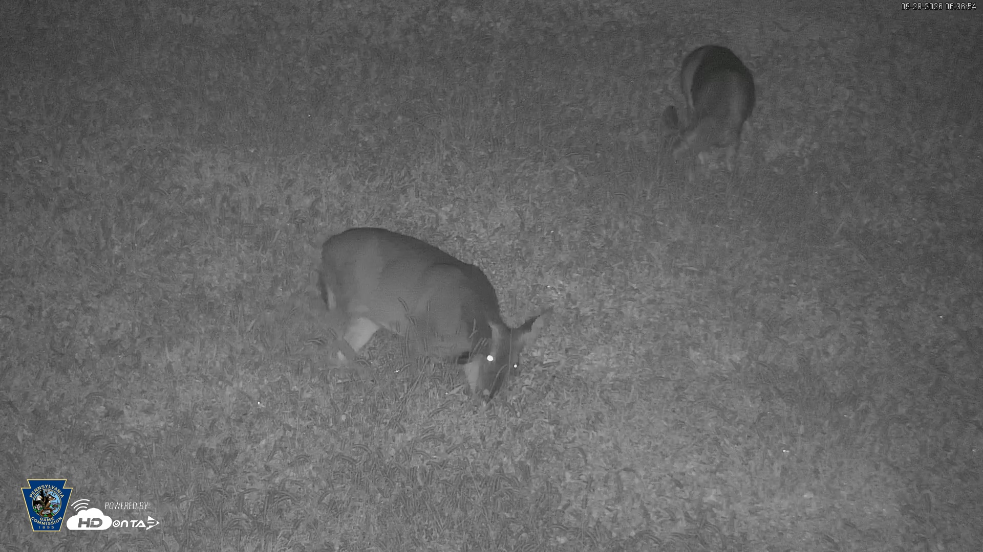Snapshot of Pennsylvania Elk Live Webcam taken Sep 28, 2026, 6:37am EDT