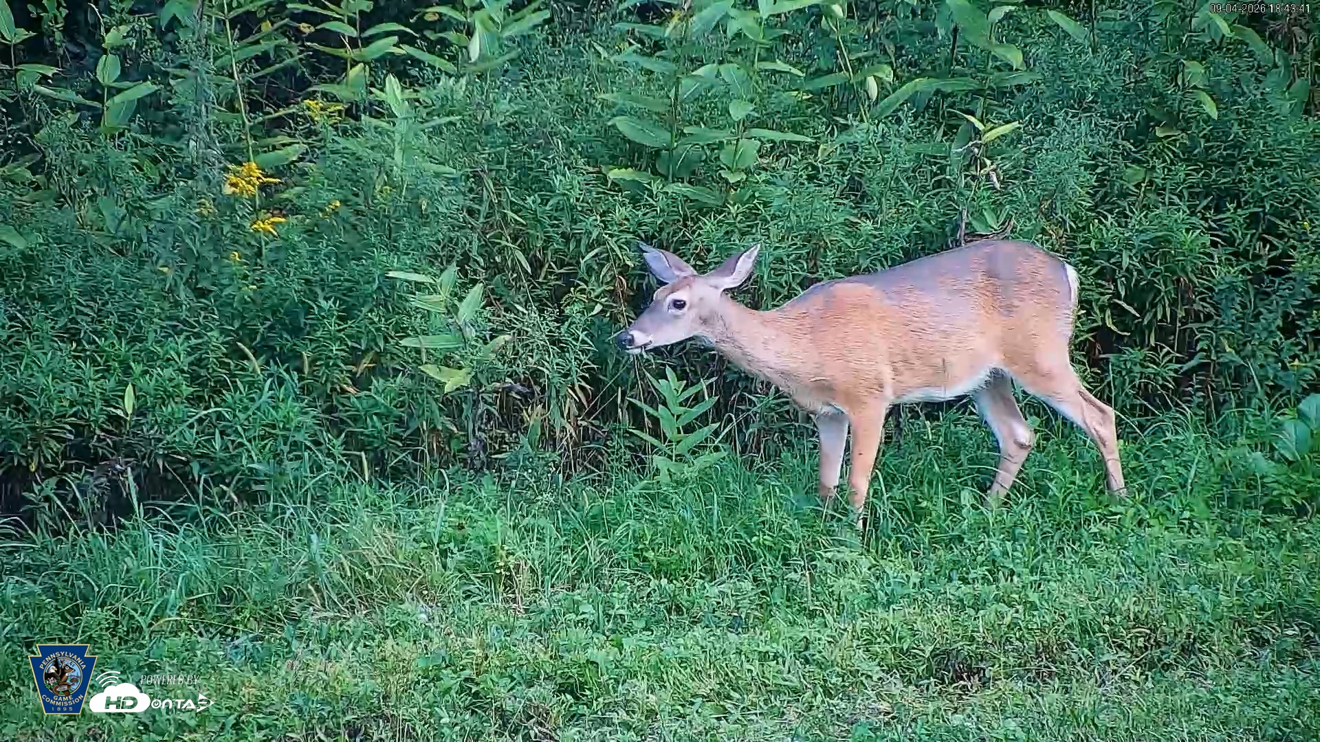 Snapshot of Pennsylvania Elk Live Webcam taken Sep 4, 2026, 6:45pm EDT