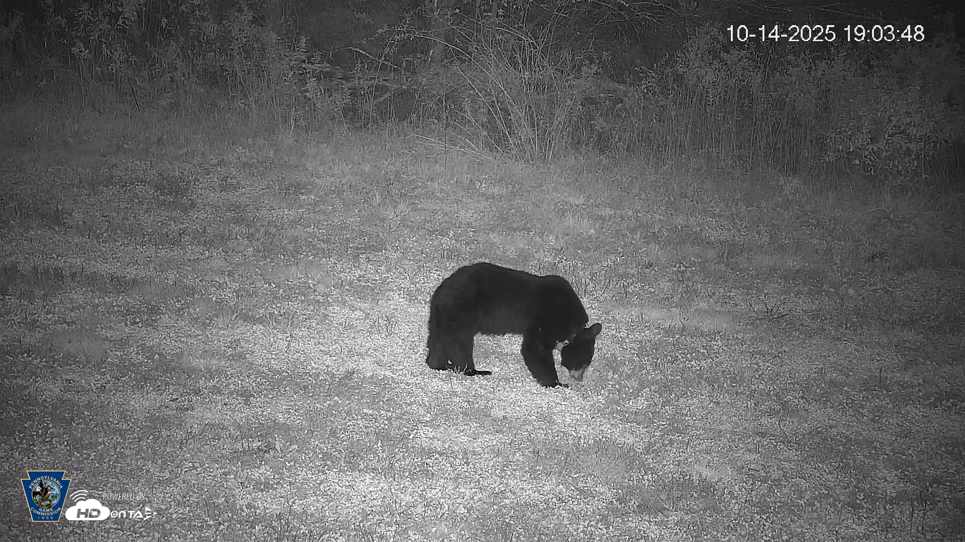 Snapshot of Pennsylvania Elk Live Webcam taken Oct 14, 2025, 7:04pm EDT