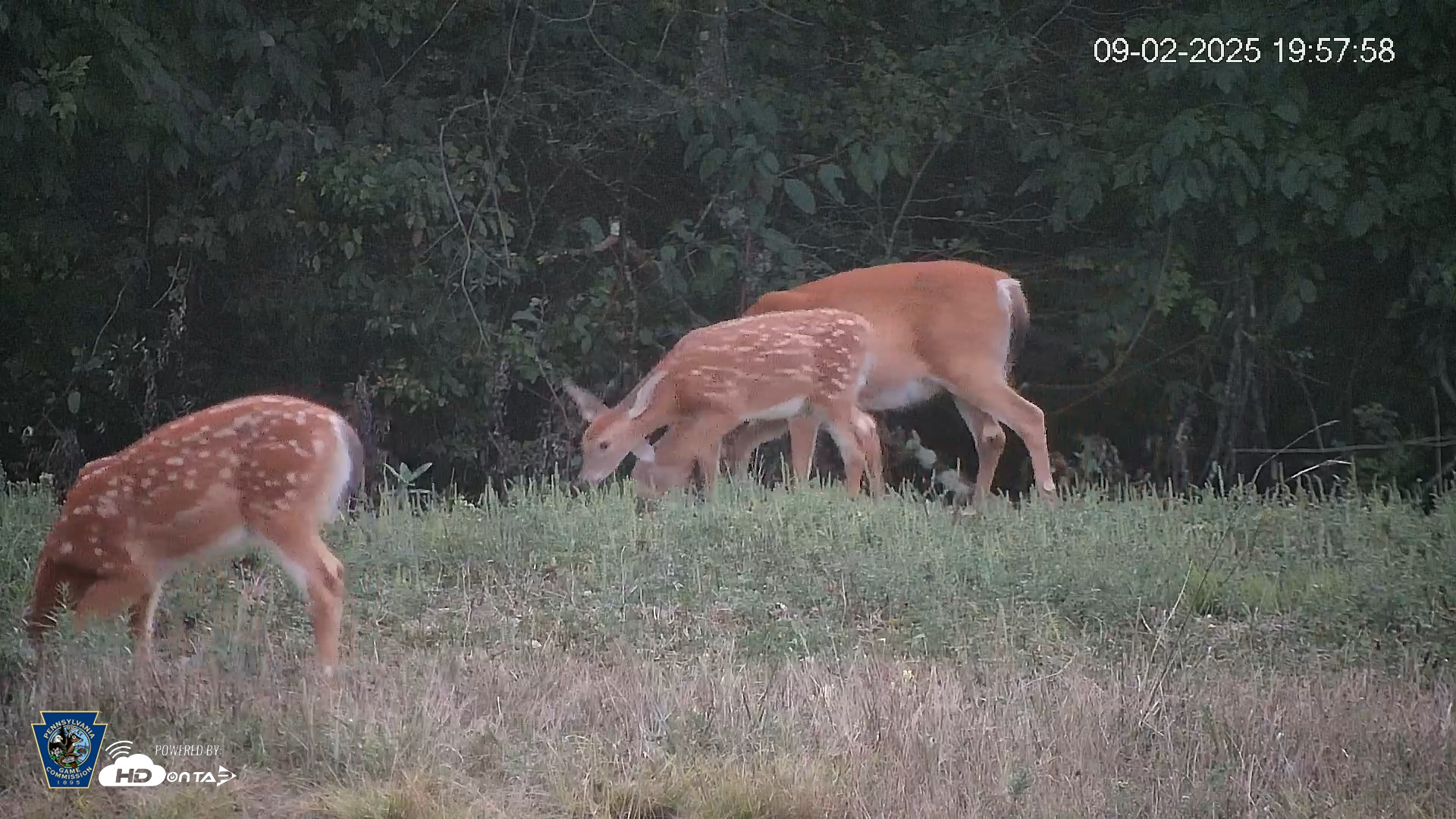 Snapshot of Pennsylvania Elk Live Webcam taken Sep 2, 2025, 7:59pm EDT