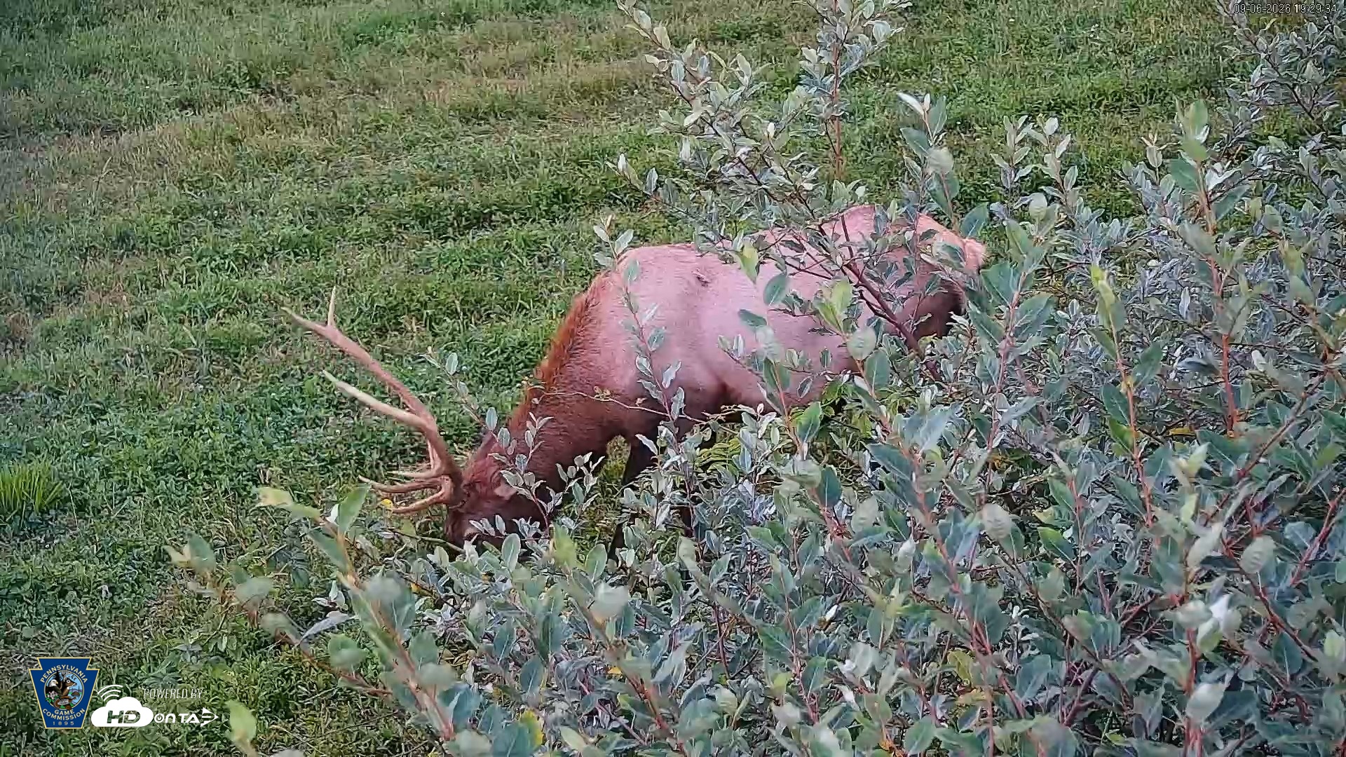 Snapshot of Pennsylvania Elk Live Webcam taken Sep 6, 2026, 7:30pm EDT