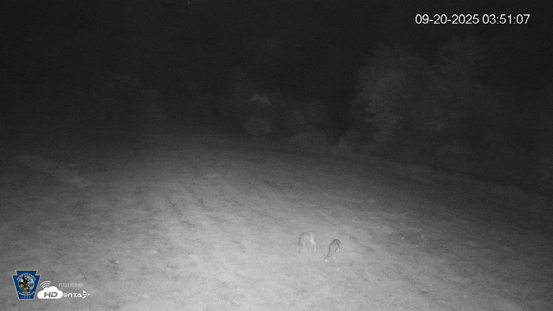 Snapshot of Pennsylvania Elk Live Webcam taken Sep 20, 2025, 3:51am EDT