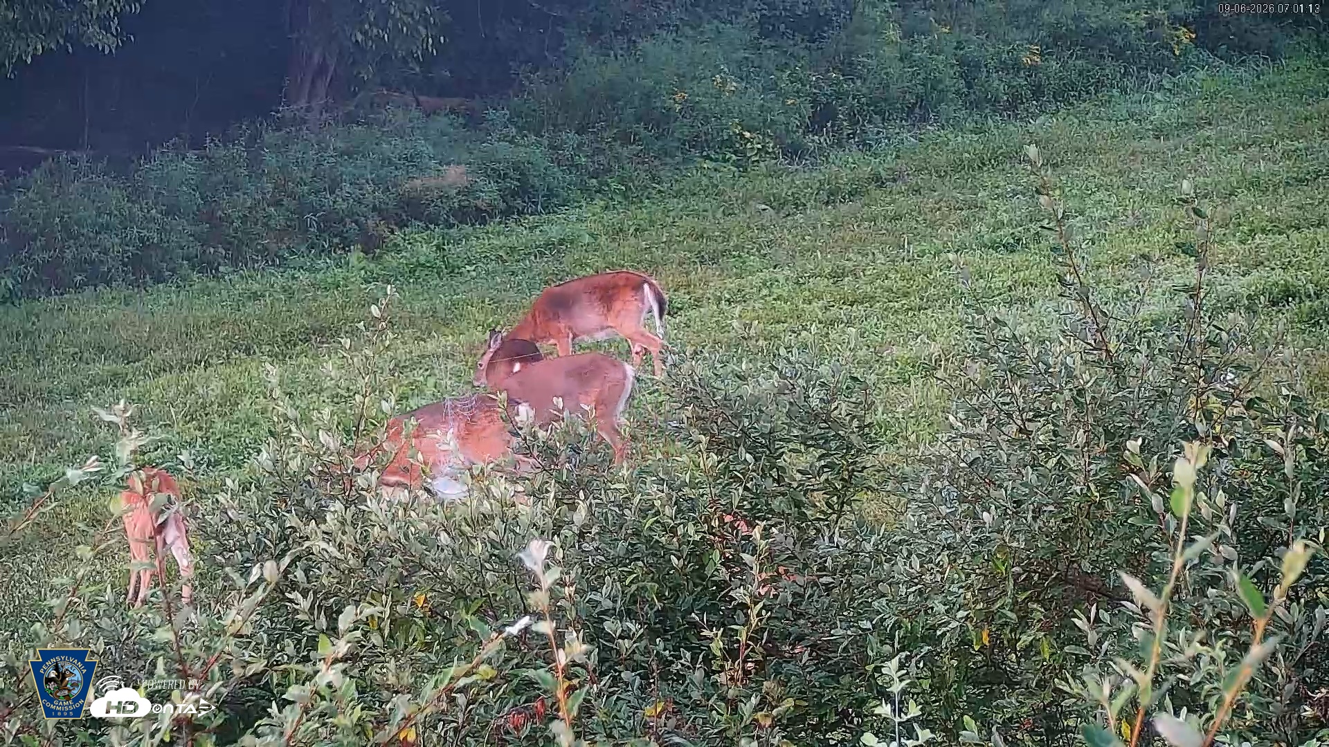 Snapshot of Pennsylvania Elk Live Webcam taken Sep 6, 2026, 7:02am EDT