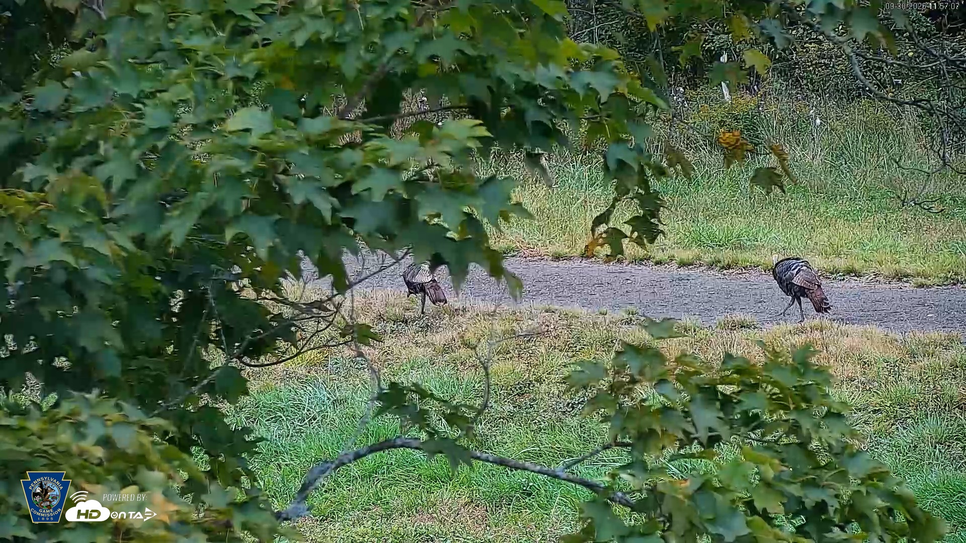 Snapshot of Pennsylvania Elk Live Webcam taken Sep 30, 2026, 11:58am EDT