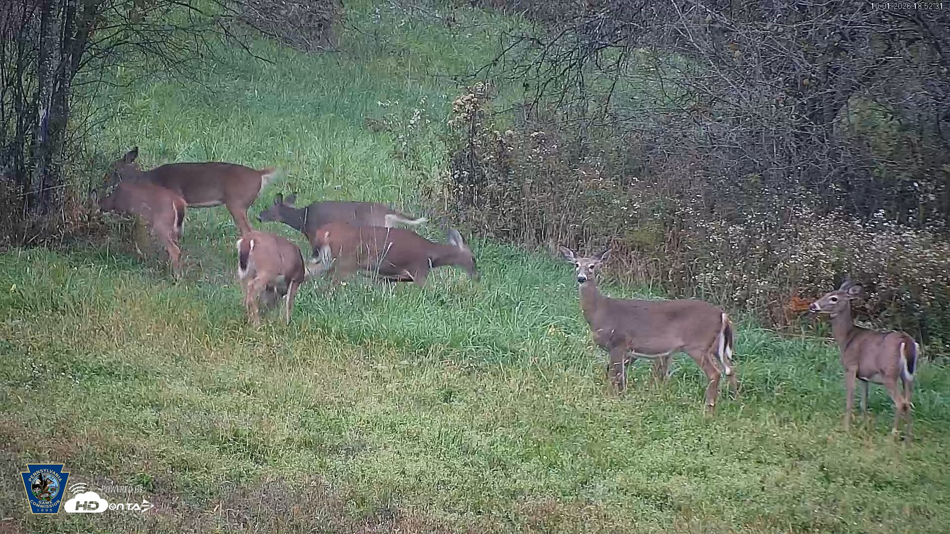 Snapshot of Pennsylvania Elk Live Webcam taken Oct 1, 2026, 6:53pm EDT