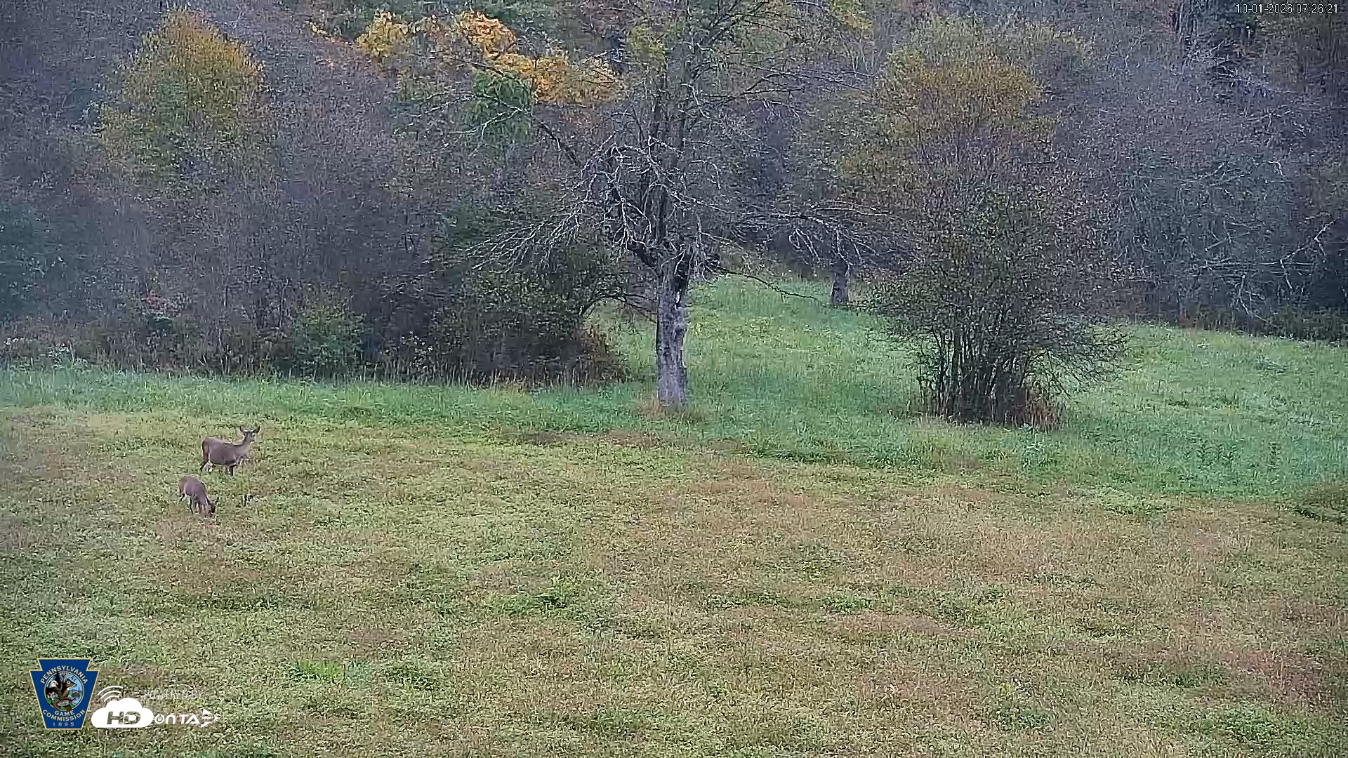 Snapshot of Pennsylvania Elk Live Webcam taken Oct 1, 2026, 7:27am EDT