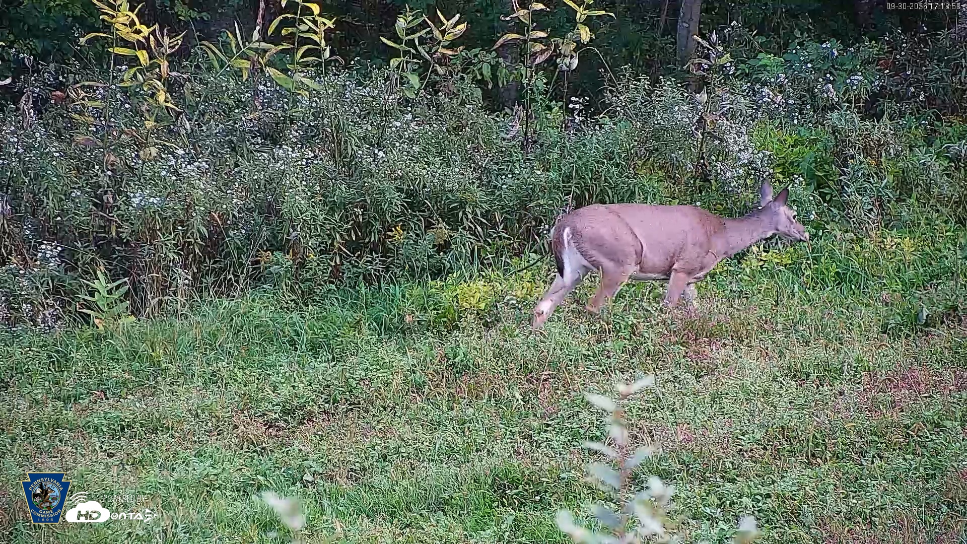 Snapshot of Pennsylvania Elk Live Webcam taken Sep 30, 2026, 5:19pm EDT