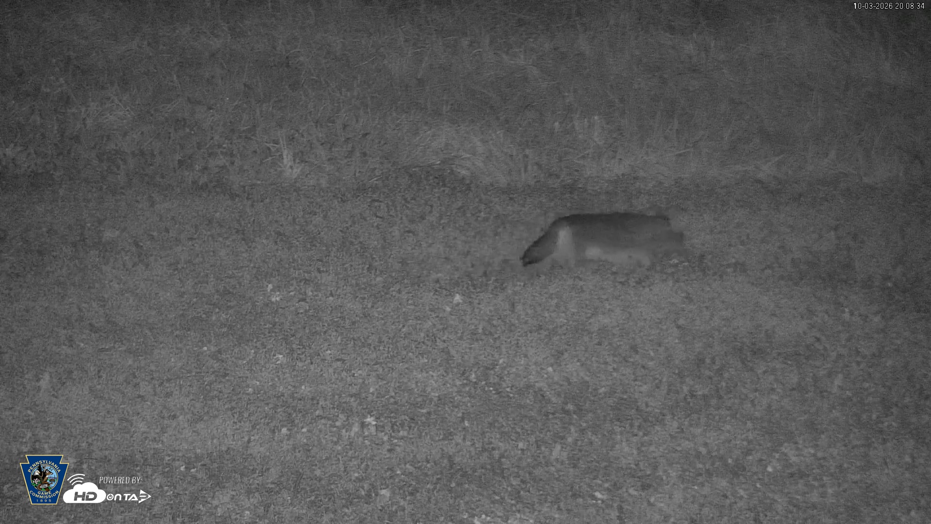 Snapshot of Pennsylvania Elk Live Webcam taken Oct 3, 2026, 8:10pm EDT