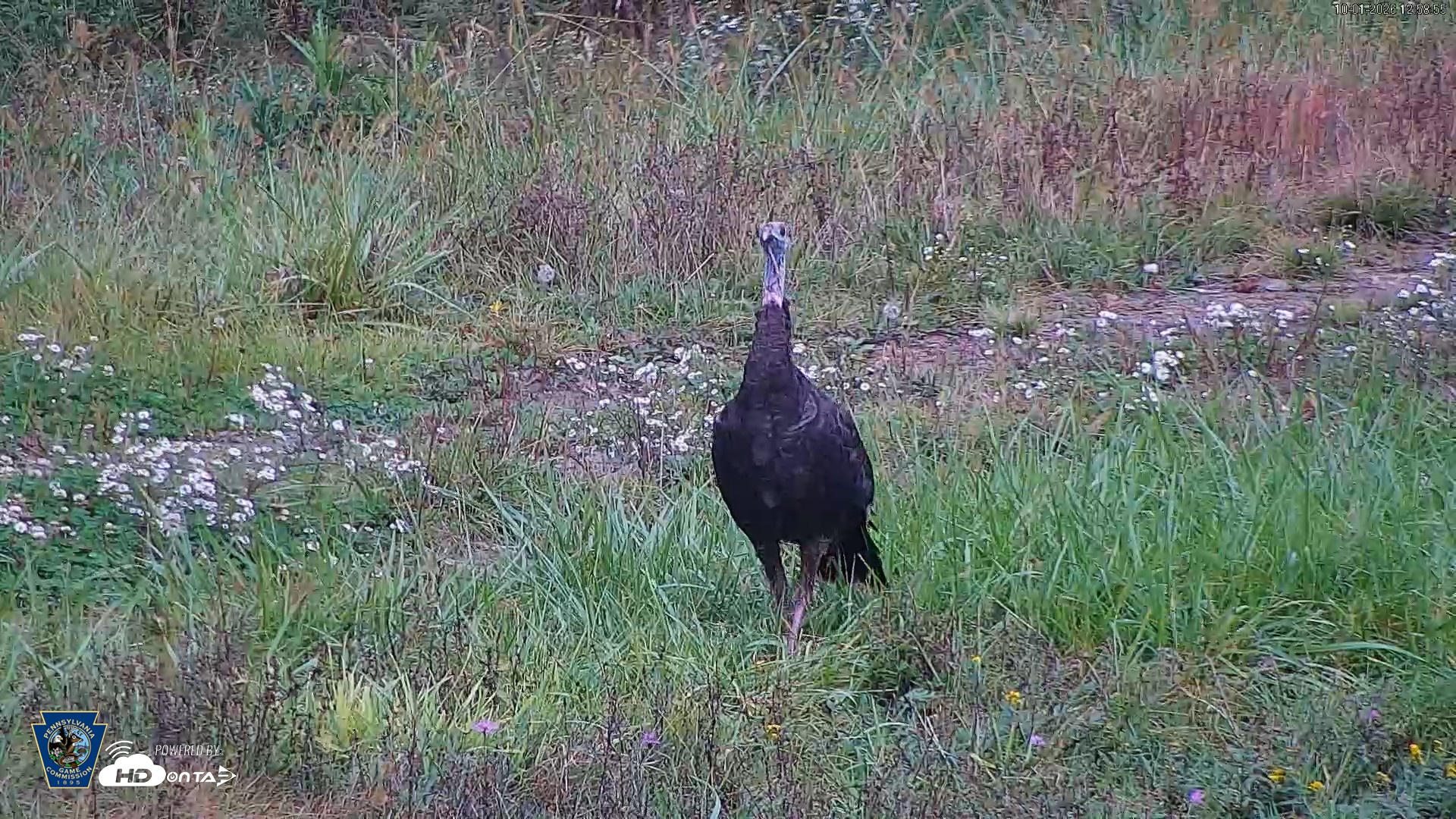 Snapshot of Pennsylvania Elk Live Webcam taken Oct 1, 2026, 12:59pm EDT