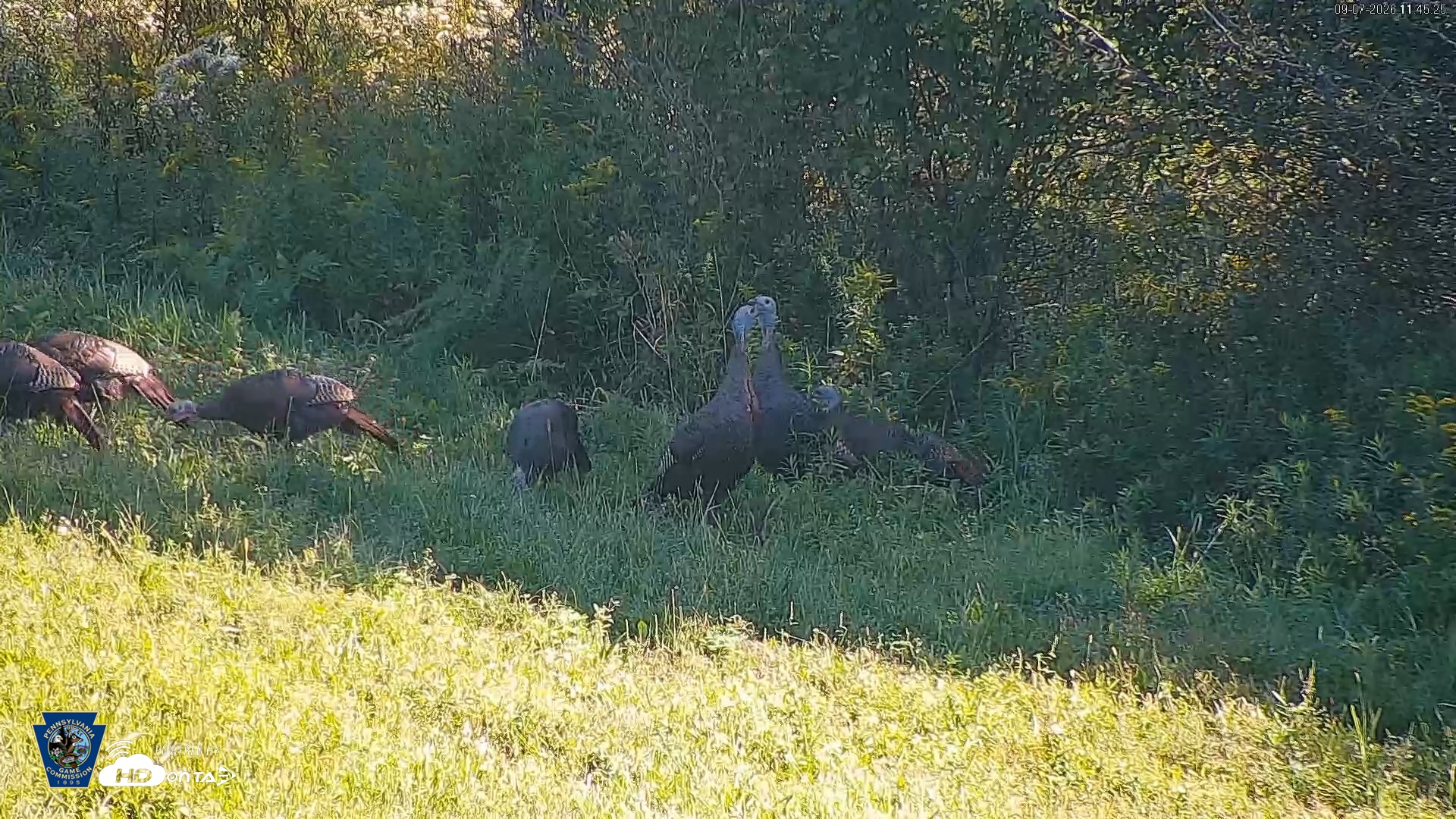 Snapshot of Pennsylvania Elk Live Webcam taken Sep 7, 2026, 11:46am EDT