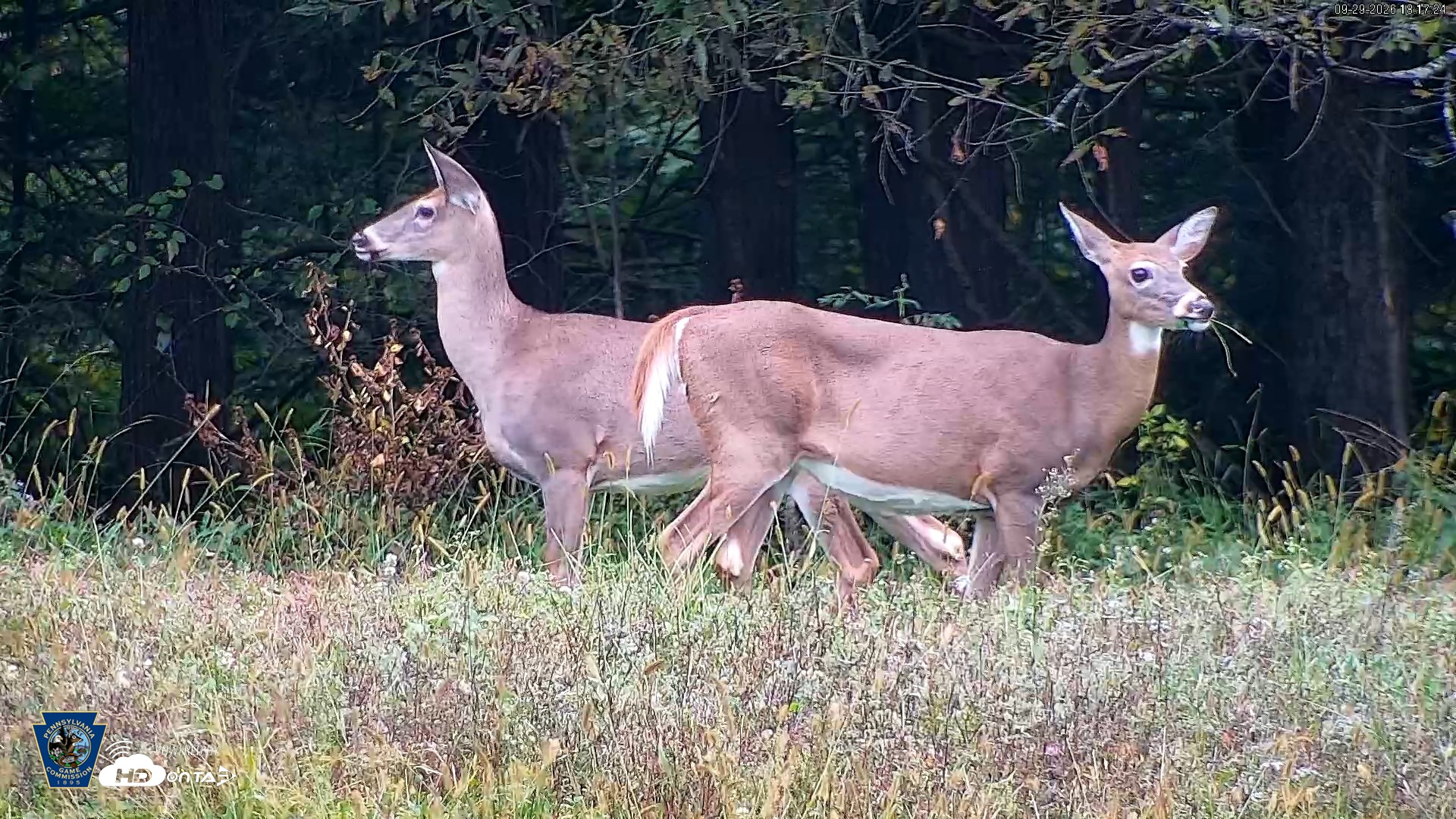 Snapshot of Pennsylvania Elk Live Webcam taken Sep 29, 2026, 6:18pm EDT
