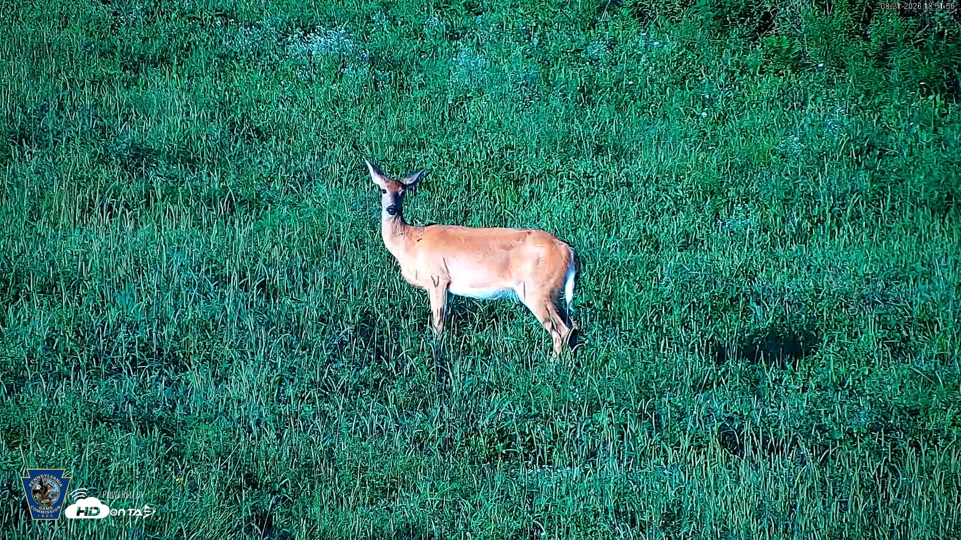 Snapshot of Pennsylvania Elk Live Webcam taken Aug 21, 2026, 6:52pm EDT